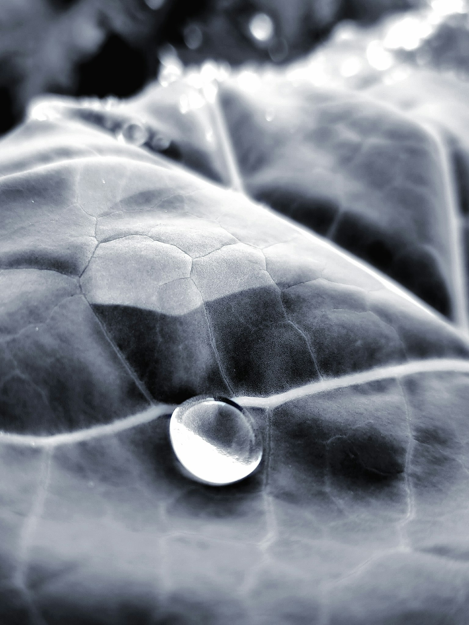 Nahaufnahme eines Wassertropfens auf einem Blatt in Schwarz-Weiß
