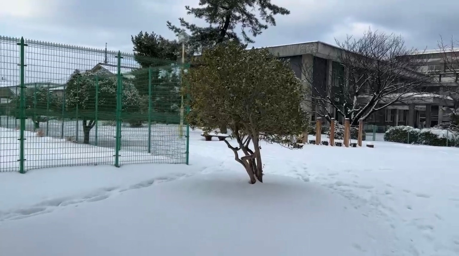 Arbre dans une cour d'école enneigée avec terrain de sport et bâtiments