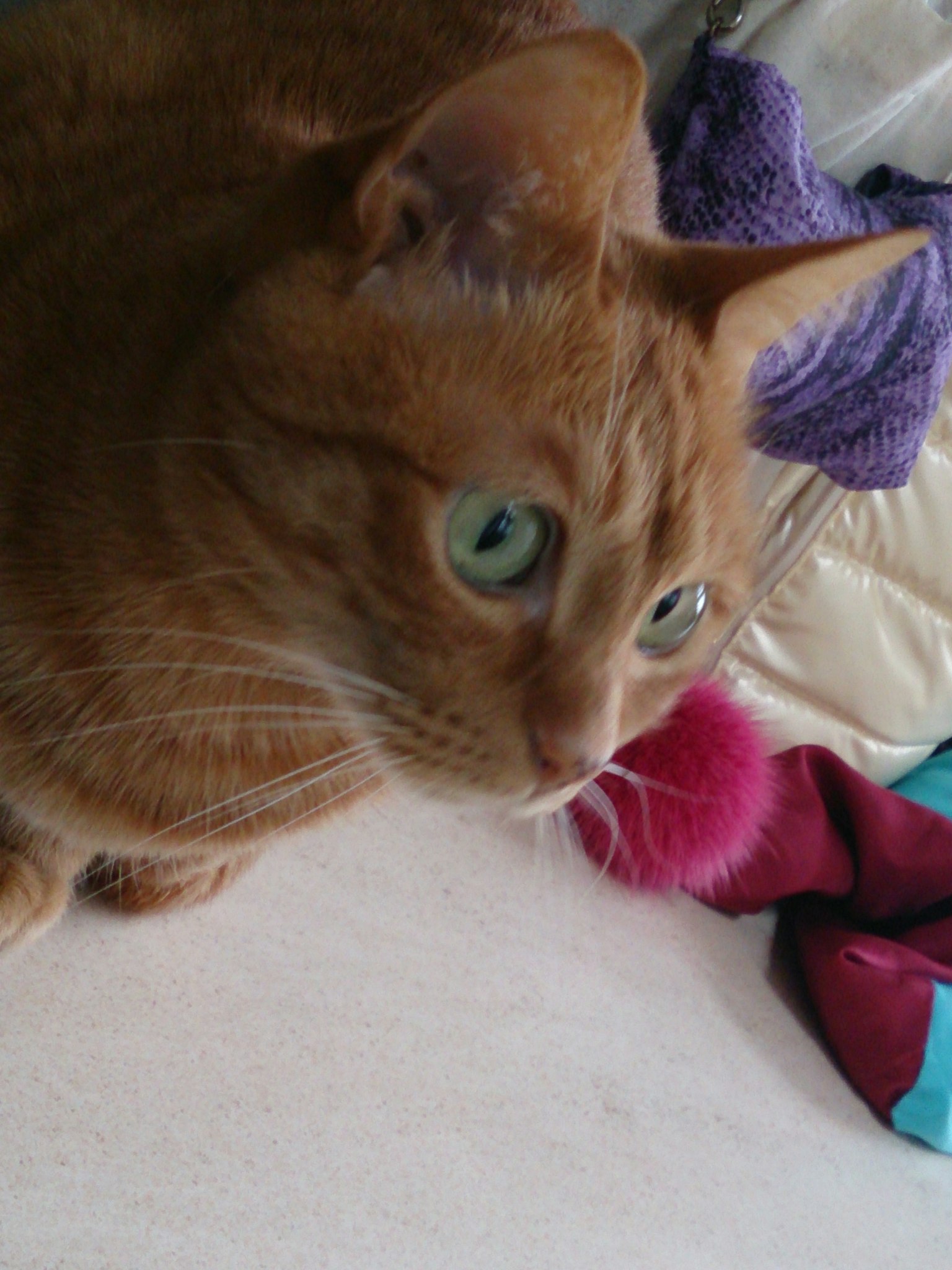 Nahaufnahme einer orangefarbenen Katze mit auffälligen blauen Augen