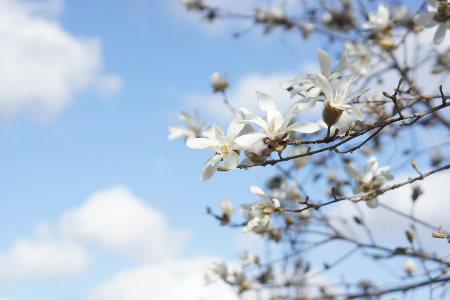 Fiori bianchi su rami sottili contro un cielo blu