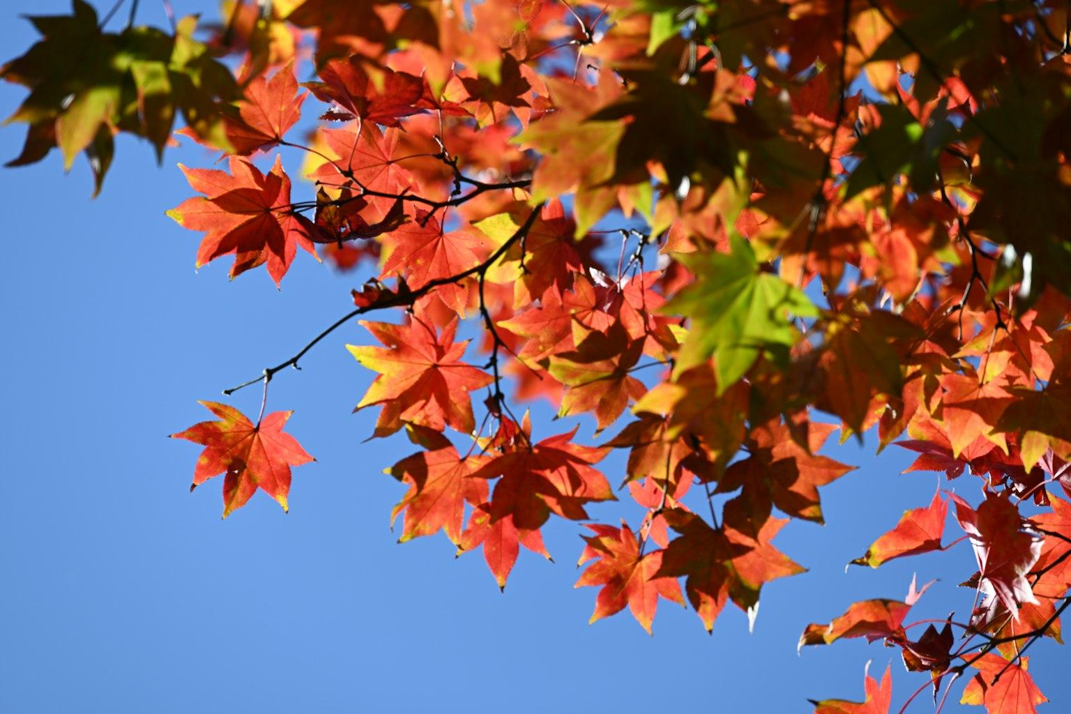 Lebendige rote und grüne Blätter vor einem blauen Himmel im Herbst
