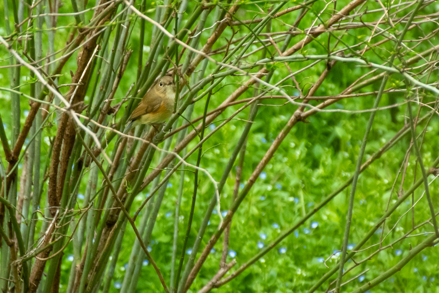 Un piccolo uccello nascosto tra rami sottili con uno sfondo verde