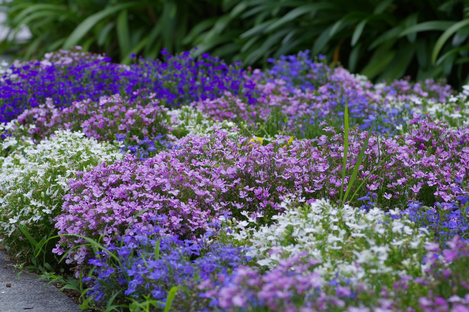 Aiola colorata con fiori viola e bianchi
