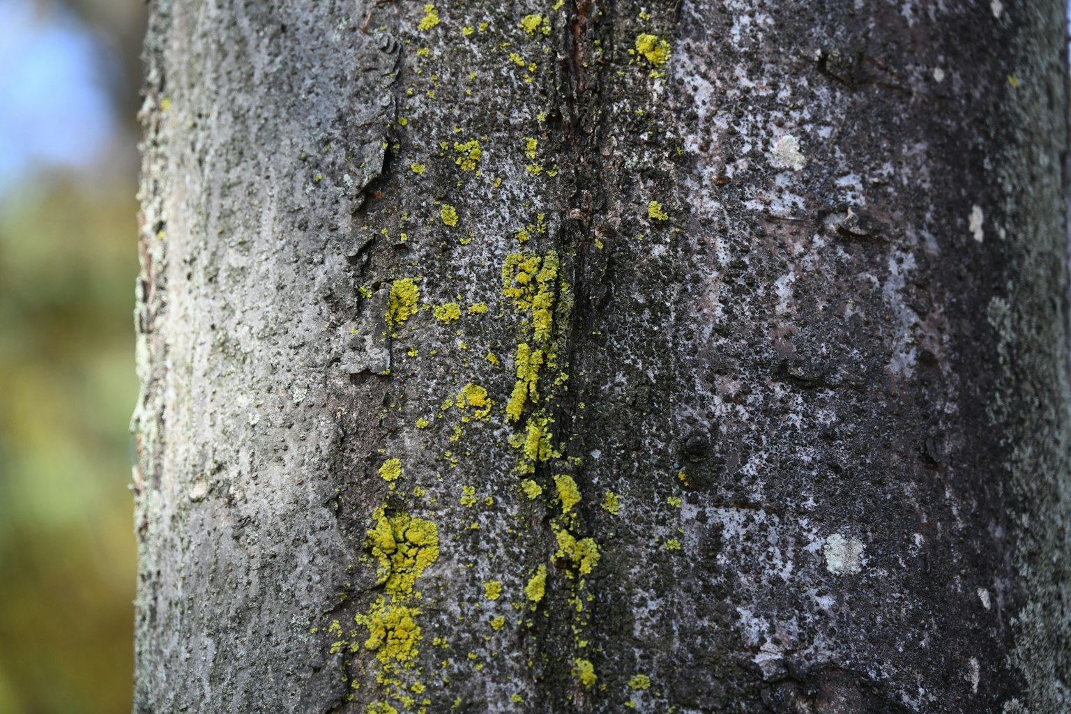 Close-up batang pohon menunjukkan lumut dan lumut kuning