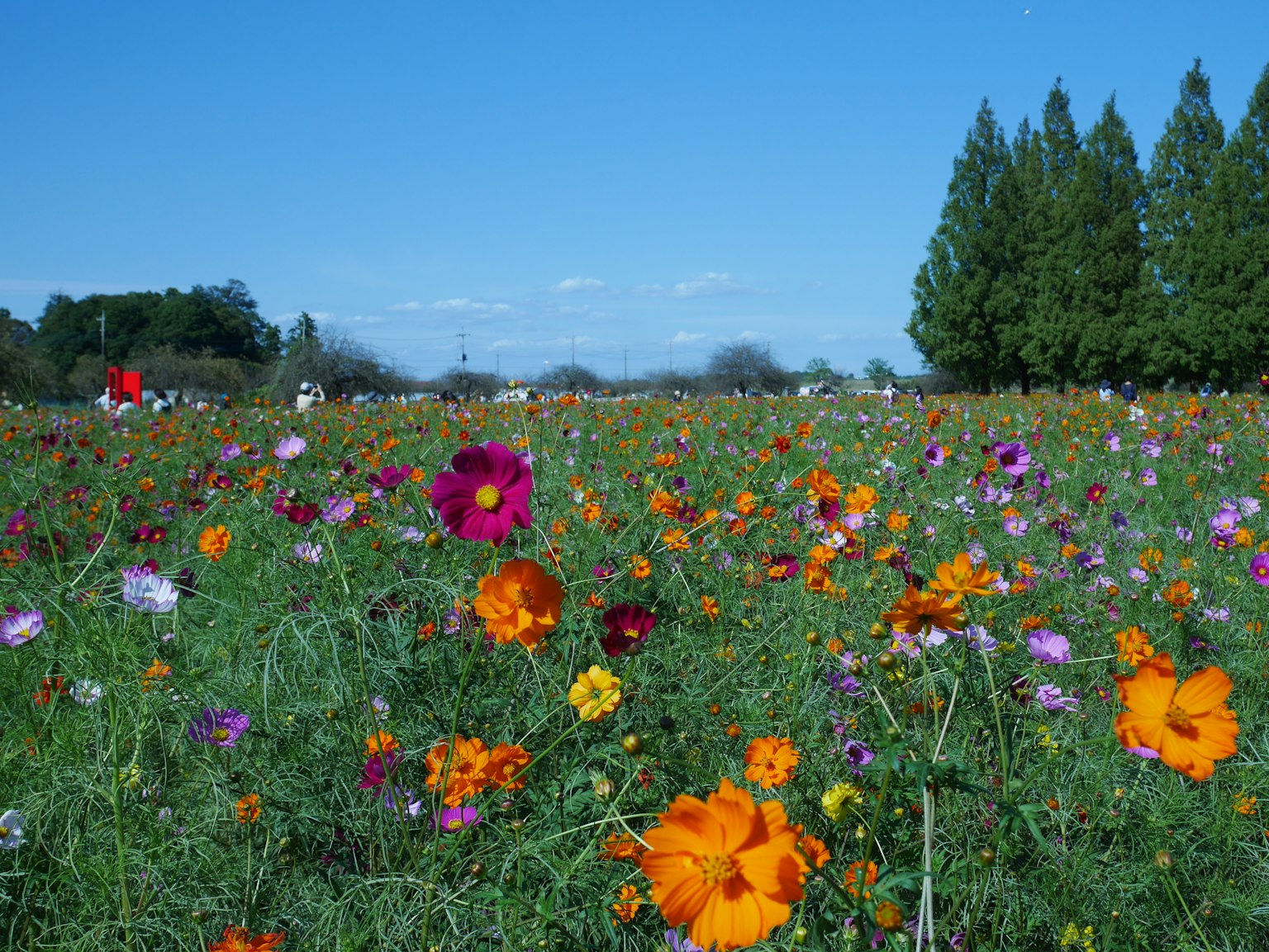 Amplio paisaje lleno de flores coloridas en flor
