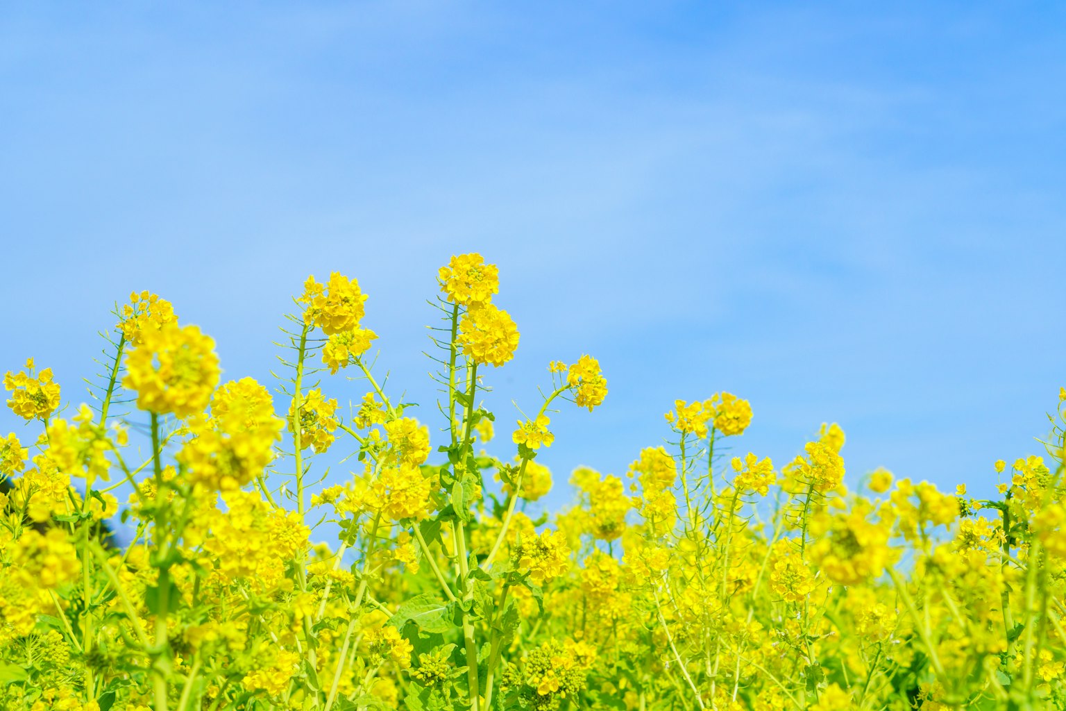 Fleurs de colza jaunes brillantes sous un ciel bleu