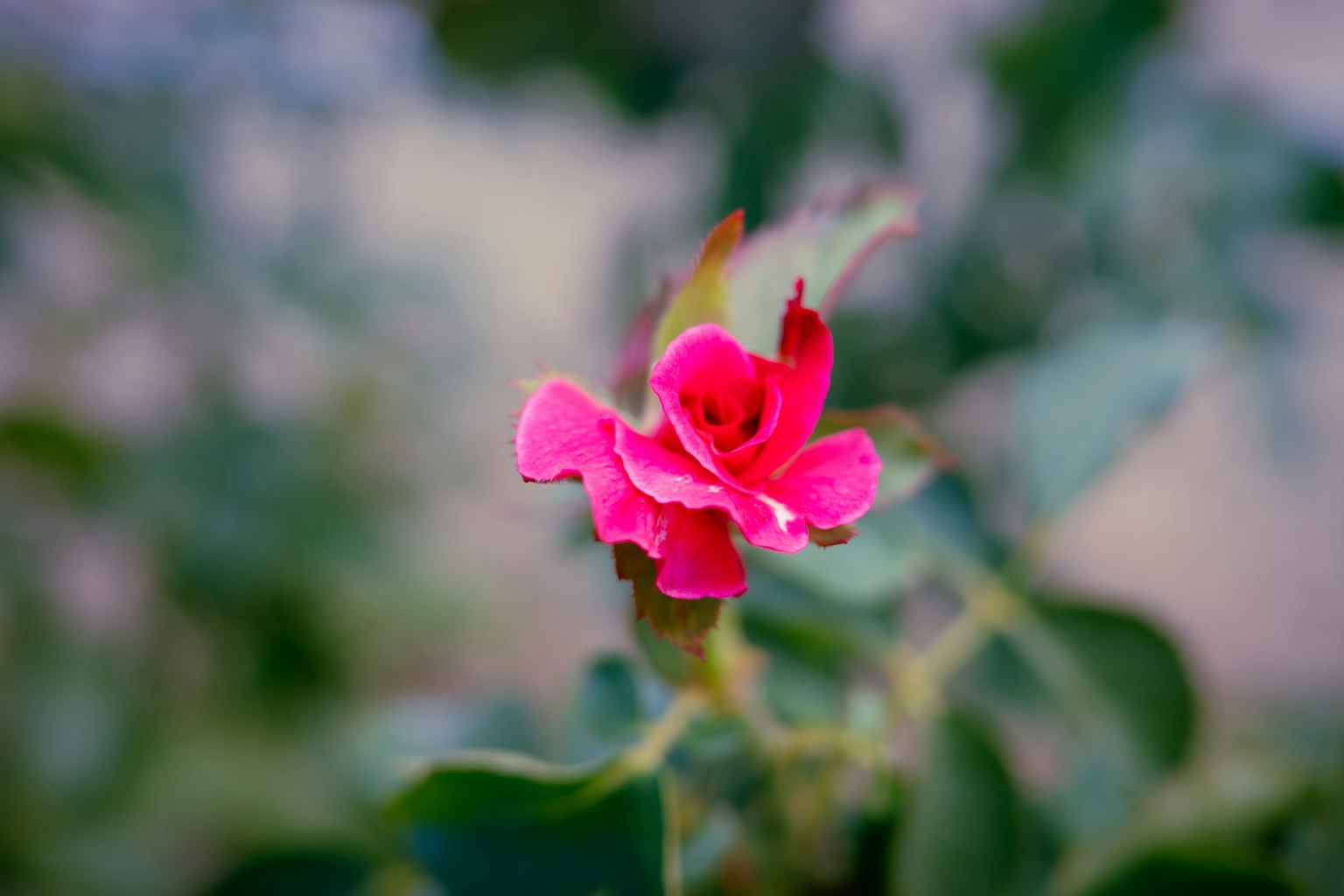 Un fiore rosa vivace circondato da foglie verdi