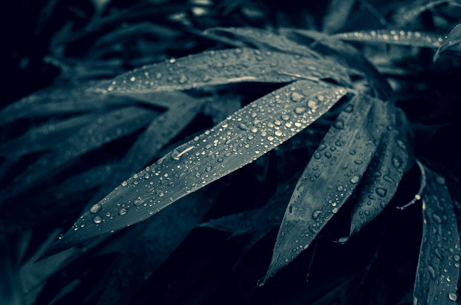 Close-up of wet leaves with raindrops against a dark background