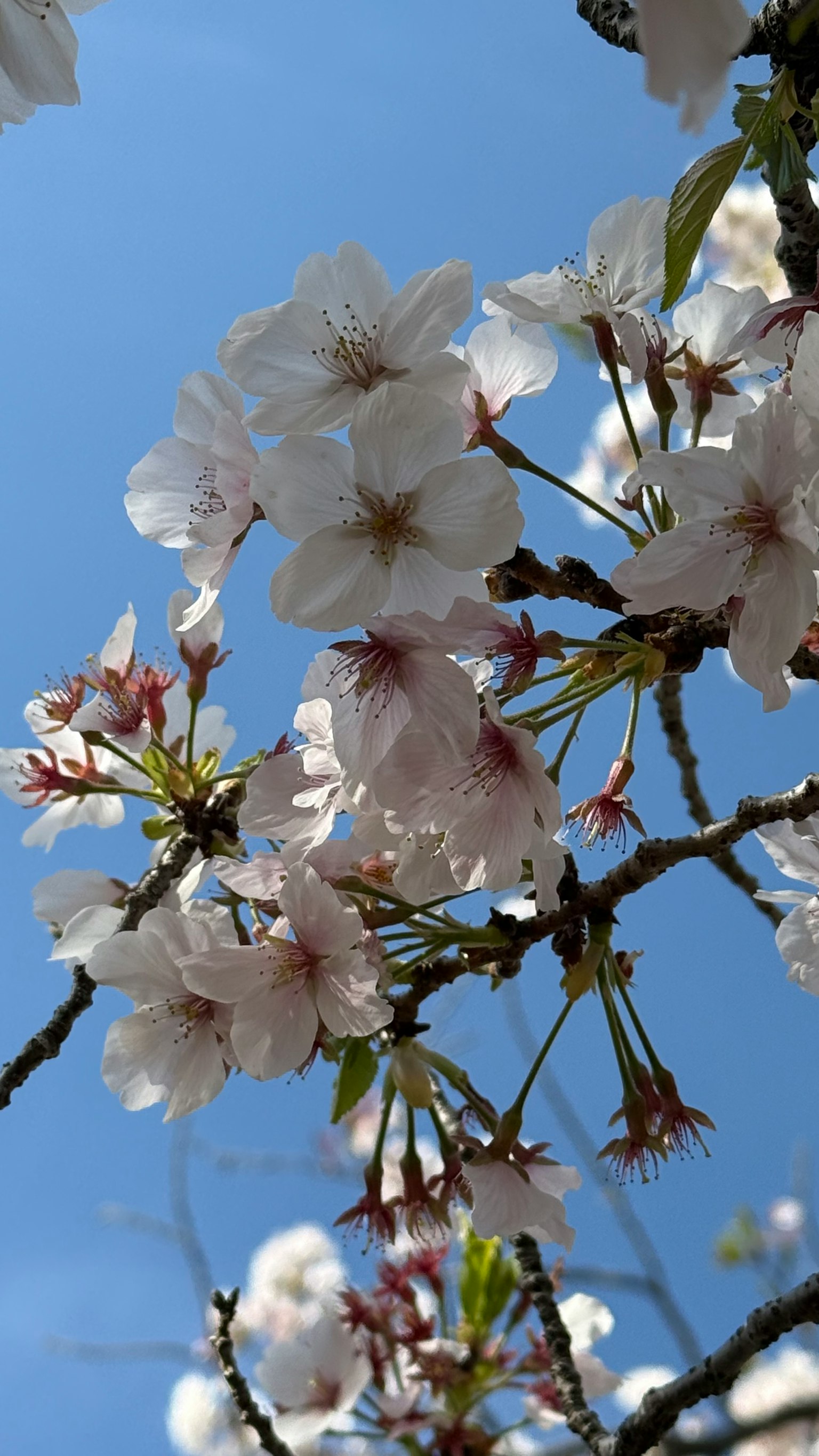蓝天下樱花的特写