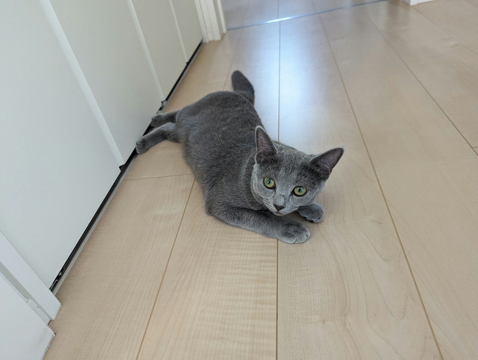 Gato gris tumbado en el suelo de madera