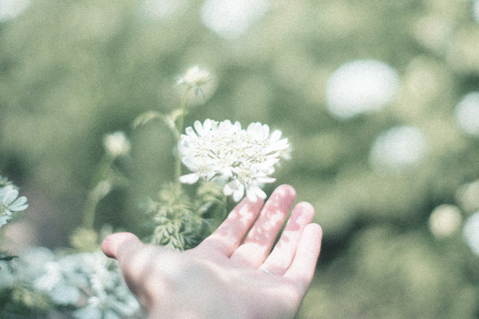 A hand reaching towards a white flower with a soft blurred background