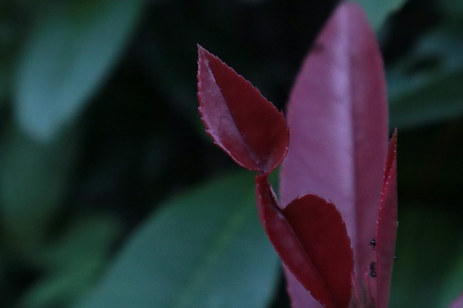 Red new leaves emerging among green foliage