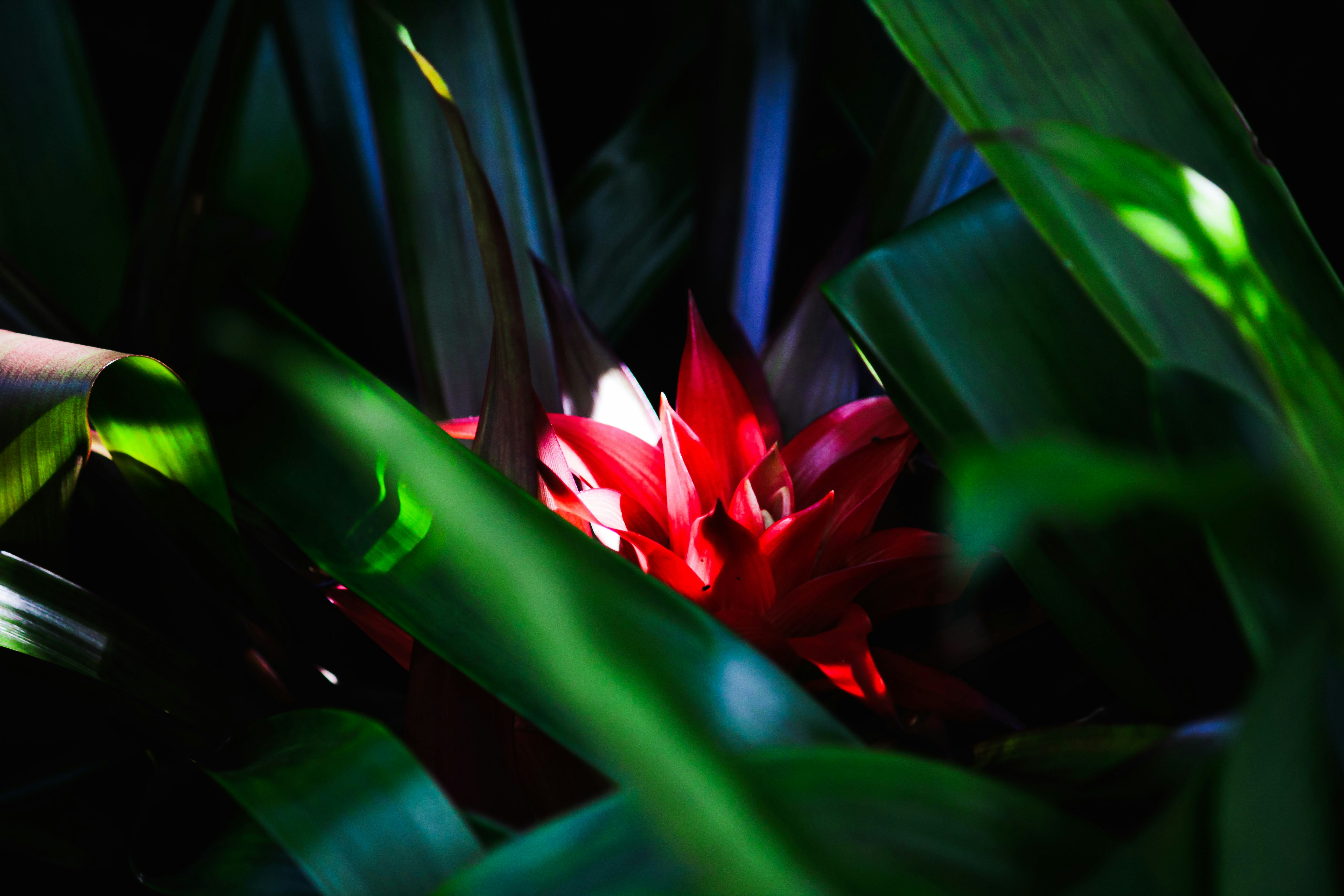 赤い温室の花と葉の間からの光