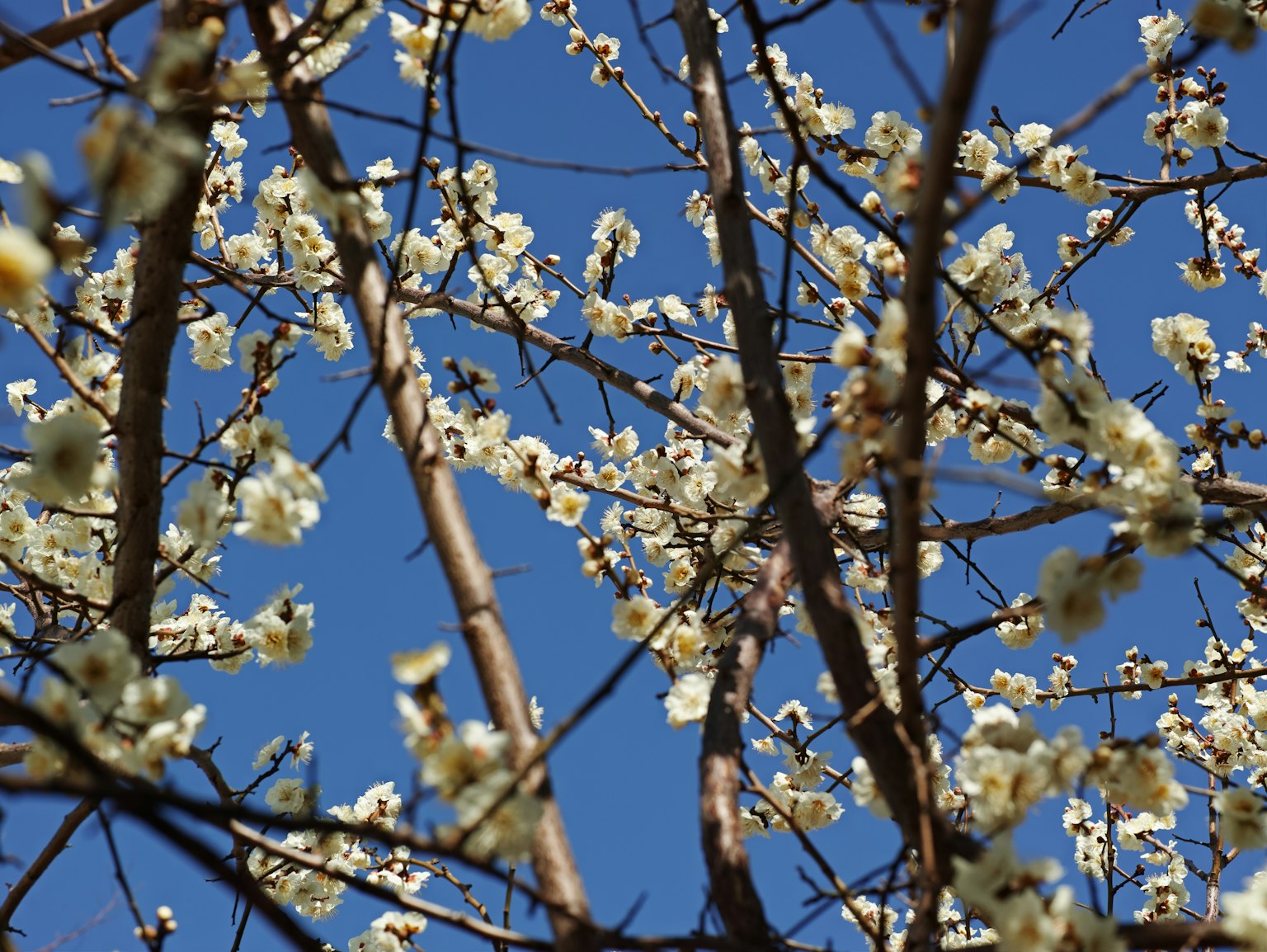 Close-up of white flowers and branches against a blue sky