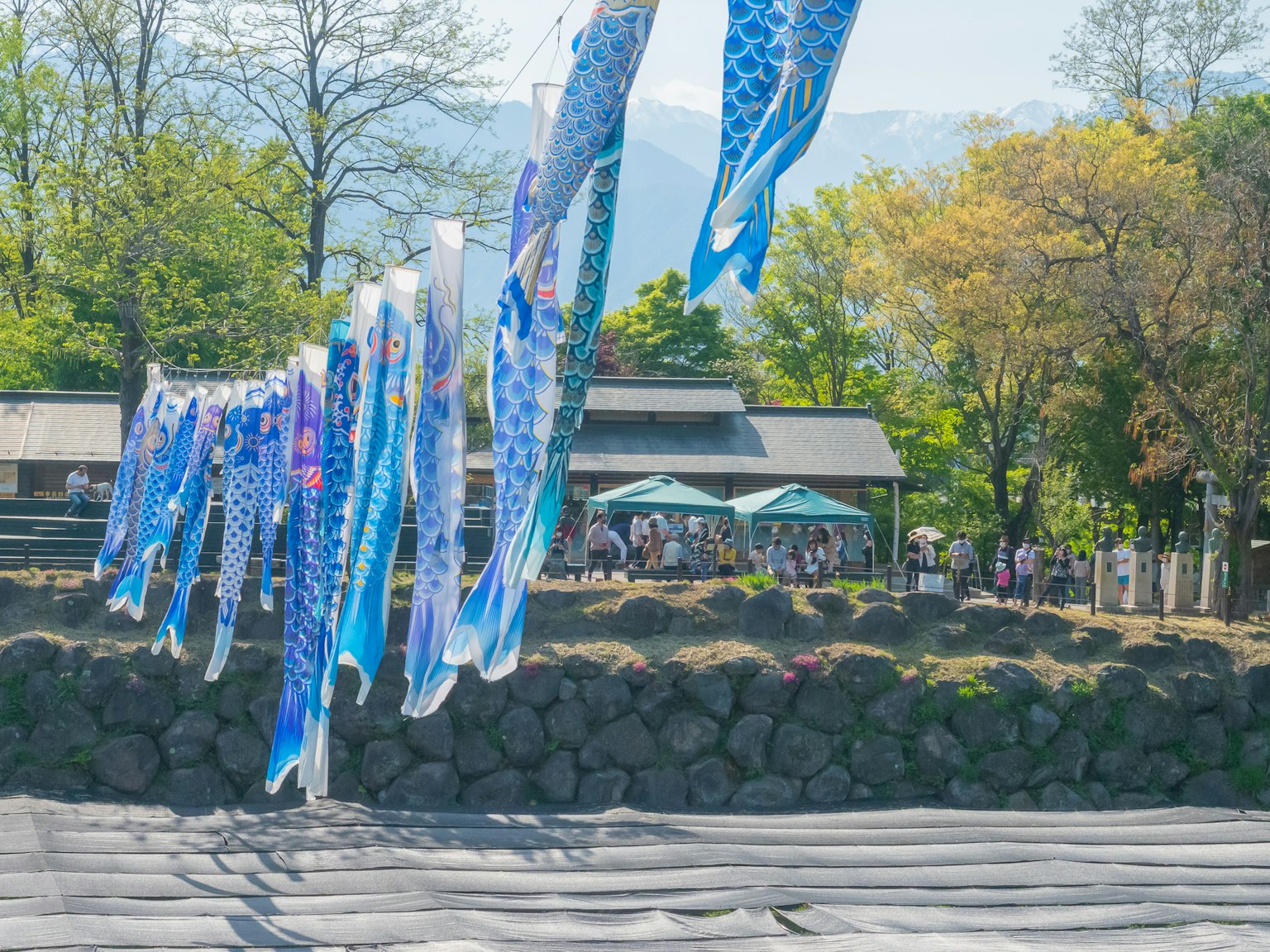 Bunte Koi-Nobori-Flaggen wehen im Wind mit Bäumen im Hintergrund