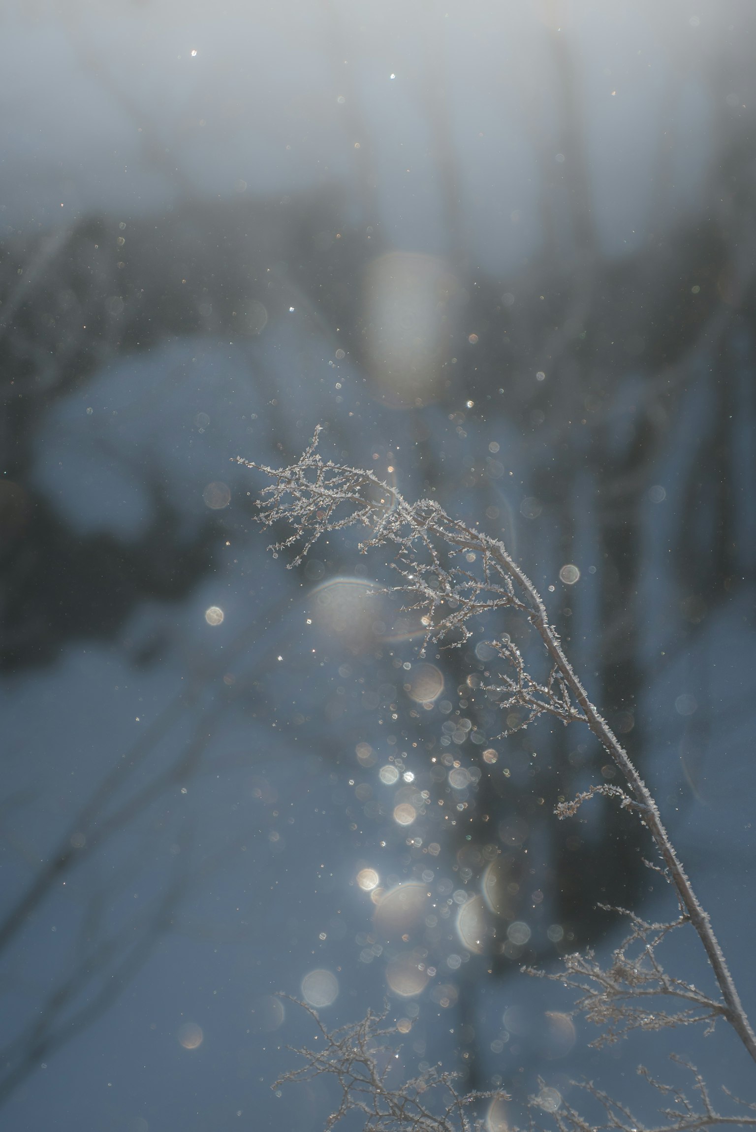 雪中發光的草穗和模糊的背景