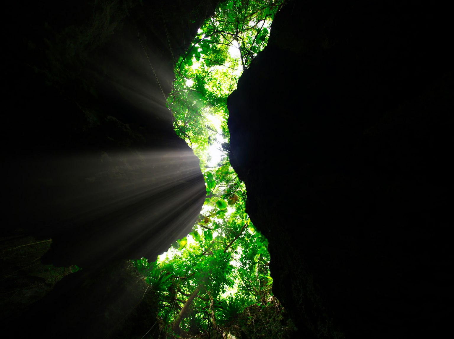 Lumière passant à travers les arbres dans une grotte