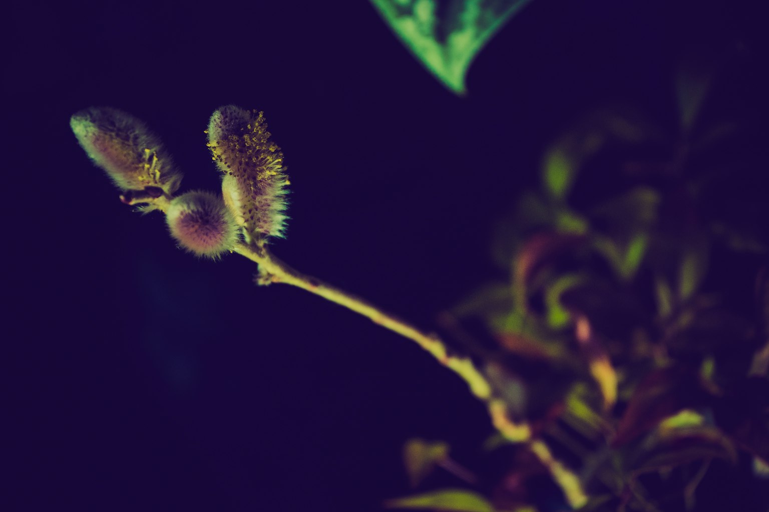 New plant buds and leaves sprouting against a dark background