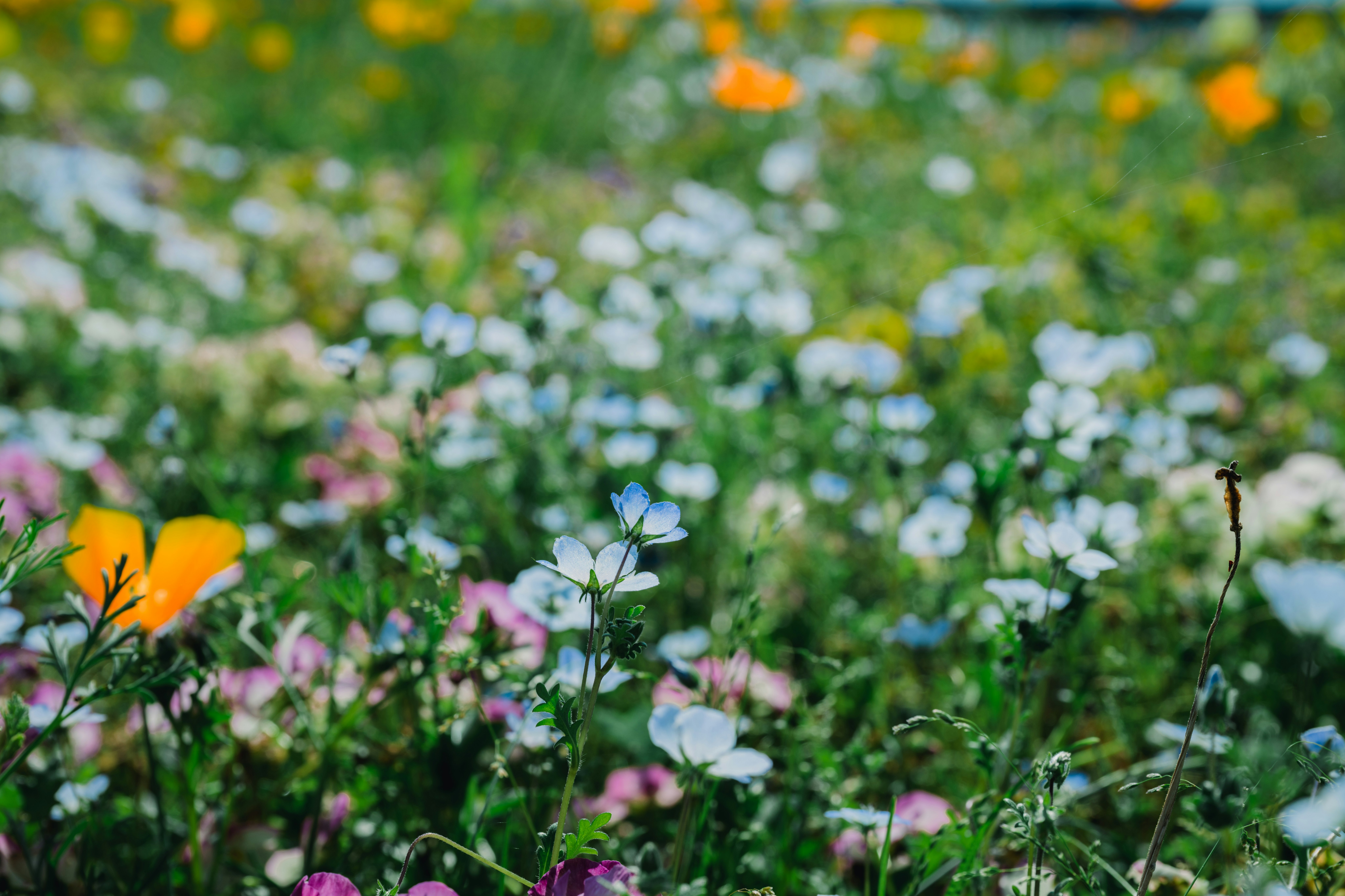 色とりどりの花が咲く草地のボケた風景