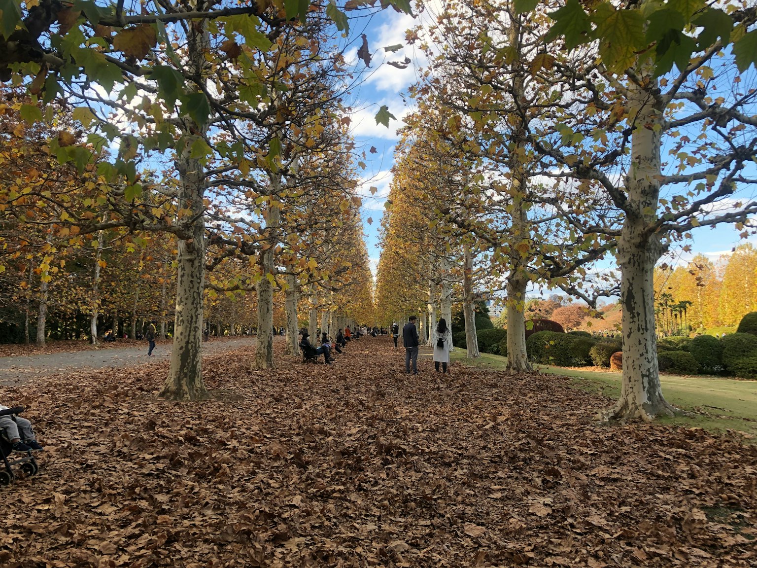 Sentier d'un parc bordé d'arbres d'automne et recouvert de feuilles mortes