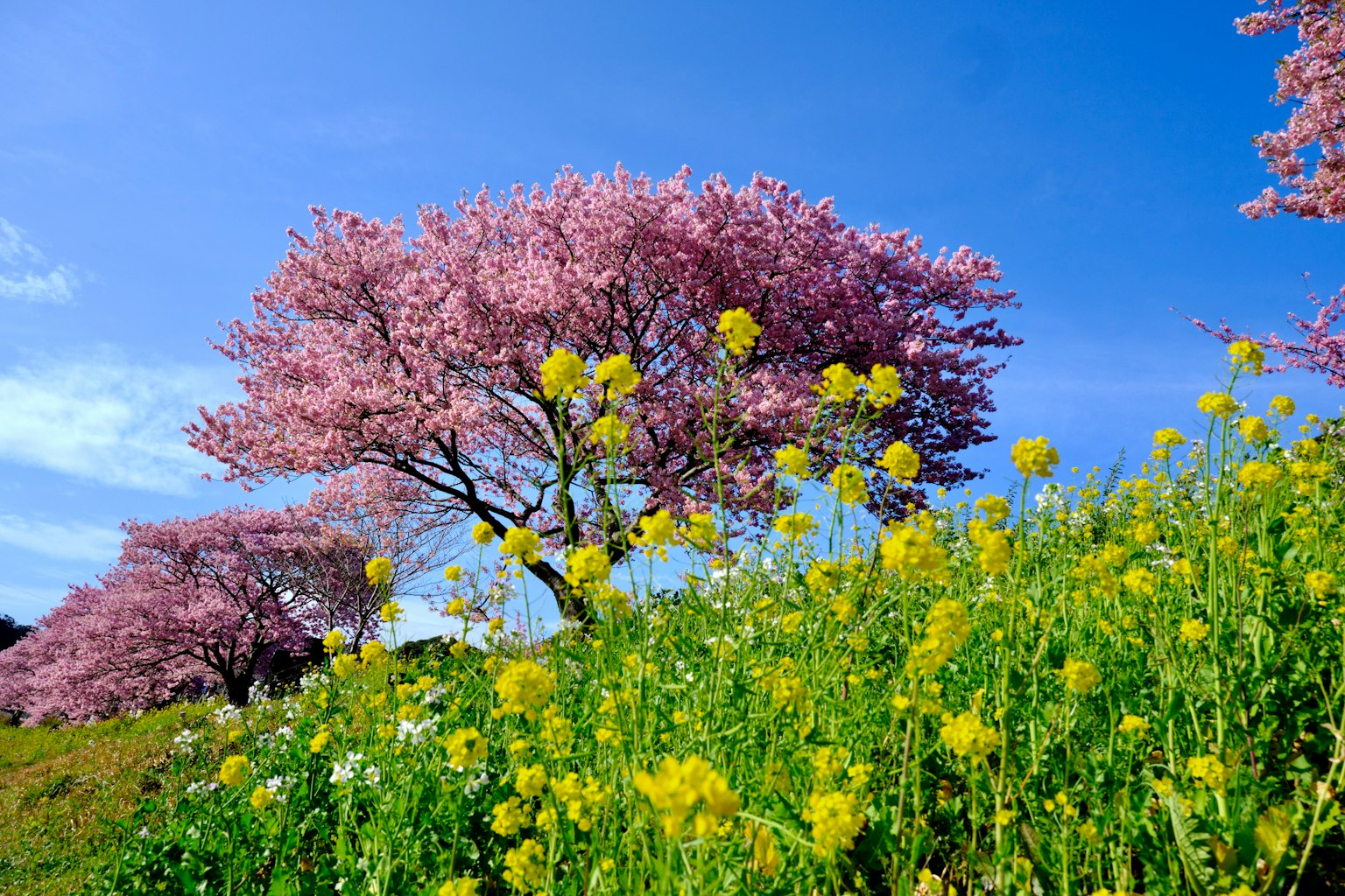 Beautiful landscape with cherry blossom trees and yellow flowers