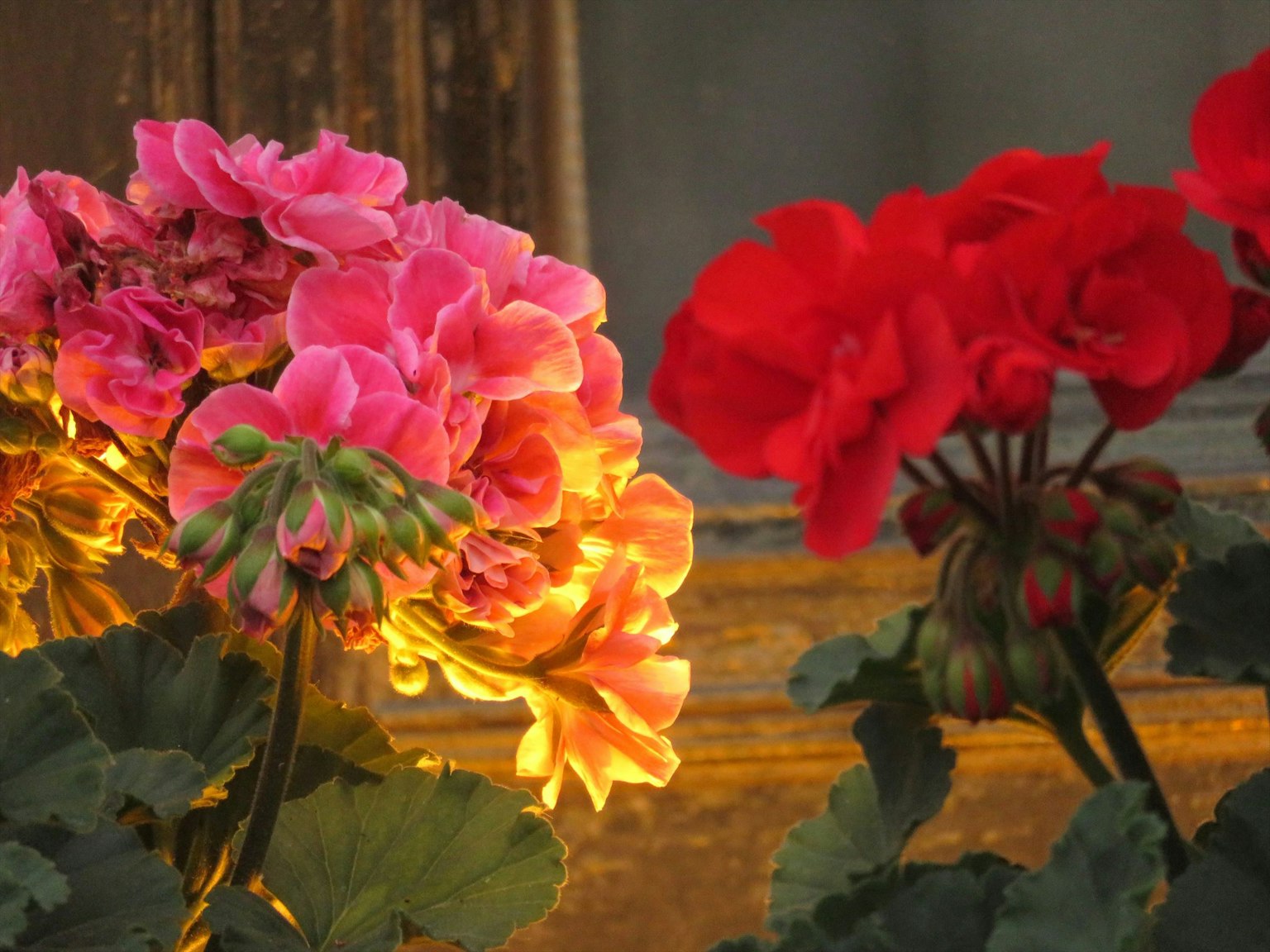 Fleurs de géraniums roses et rouges éclairées par une lumière chaude