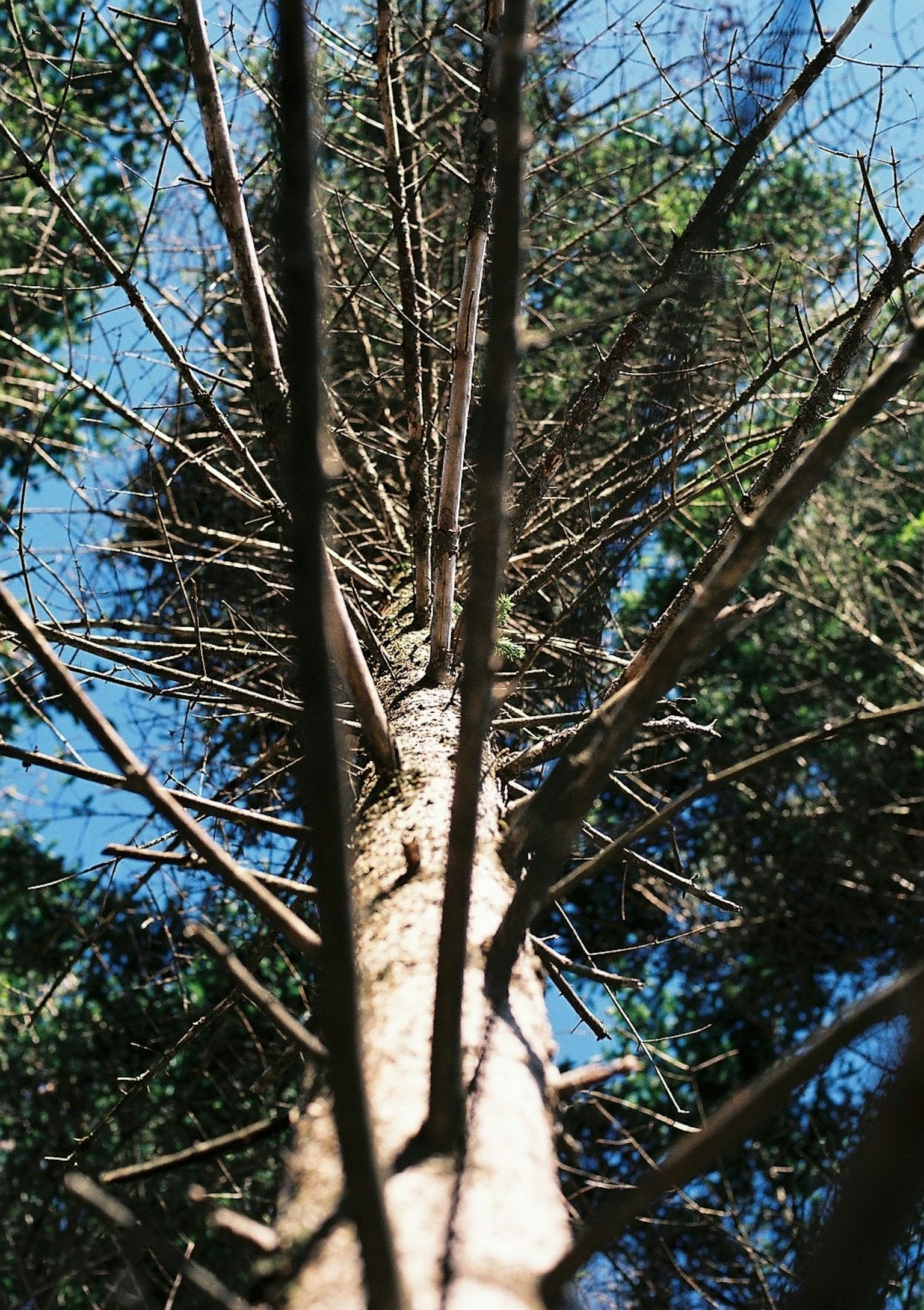 Image showing a view looking up a tree trunk with green leaves and blue sky in the background