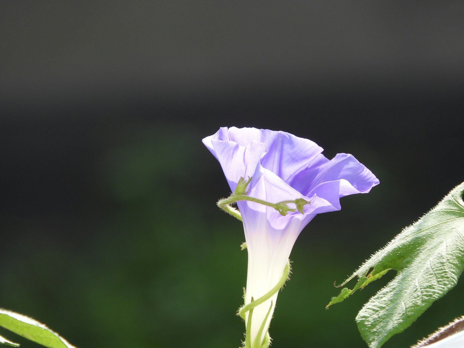 Une fleur de gloire du matin violette se détache sur un fond vert