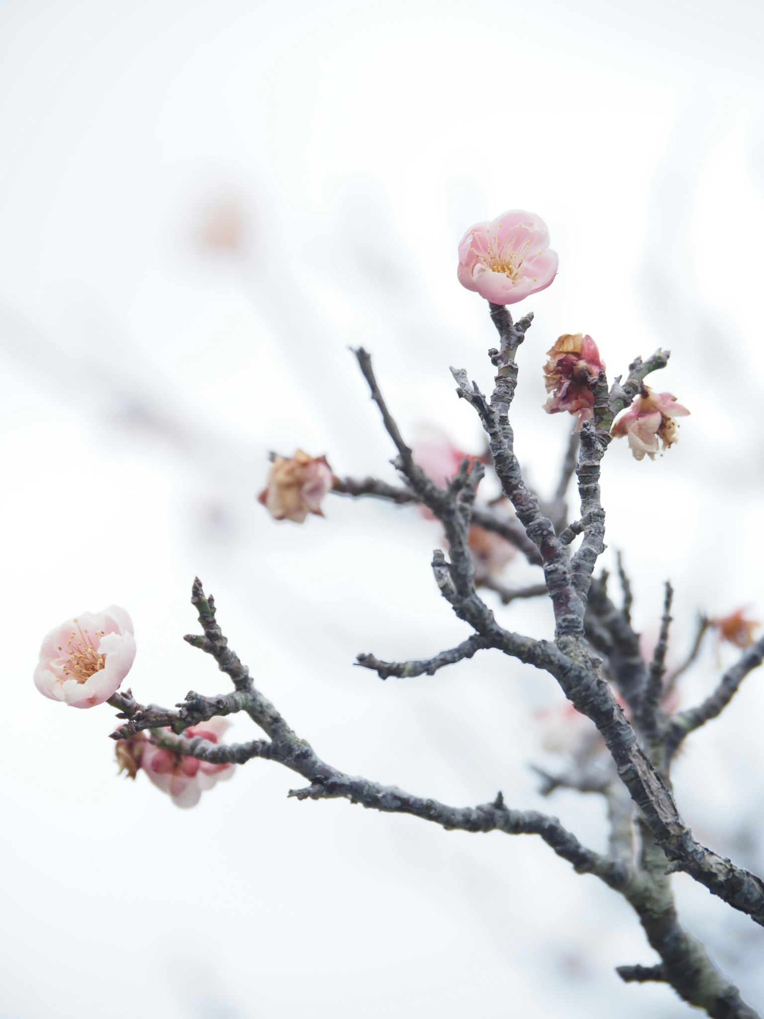 Nahaufnahme von Kirschblütenzweigen mit zarten Blüten vor einem sanften Hintergrund
