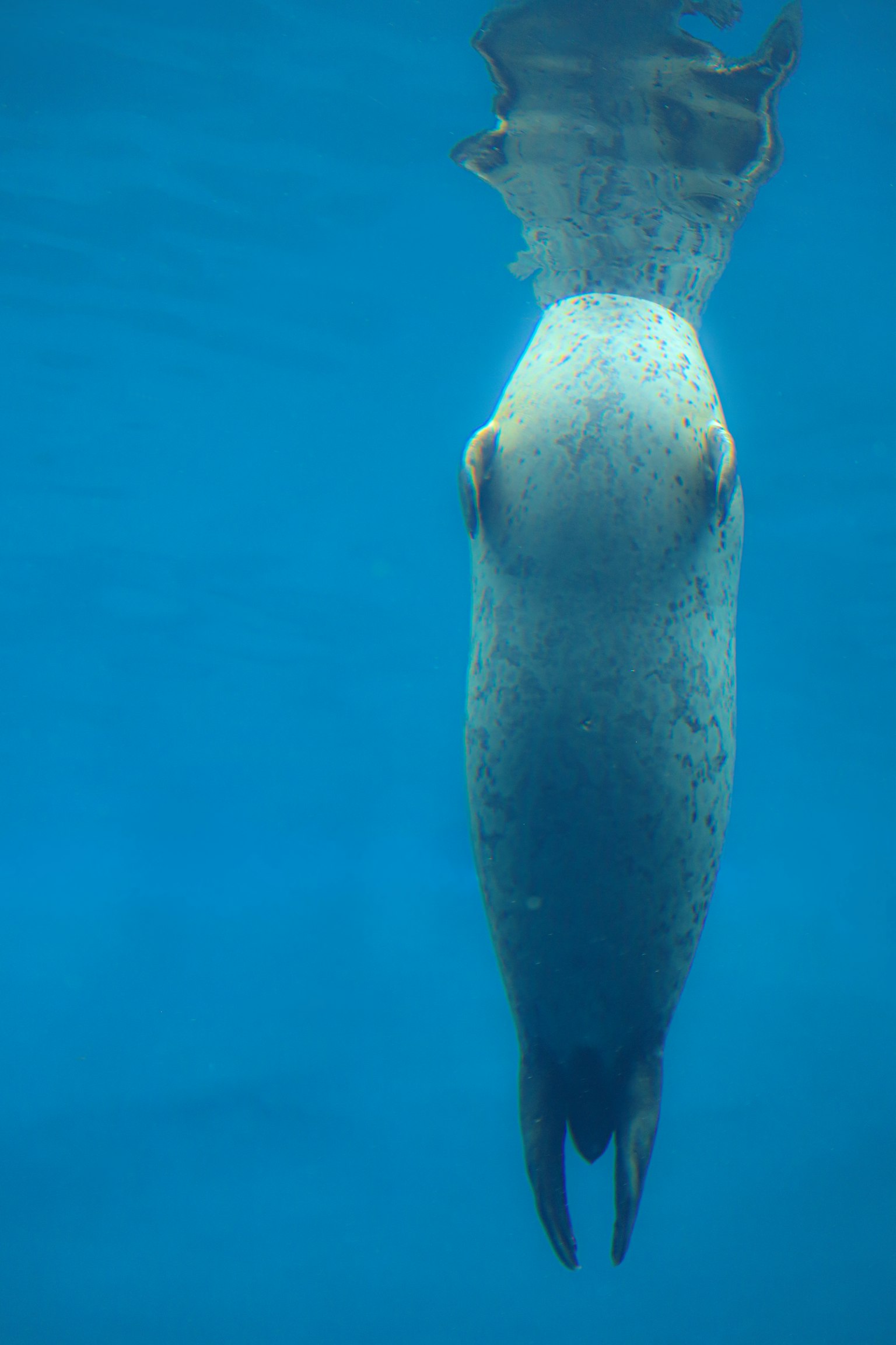 在清澈藍色水中倒立游泳的魷魚圖像