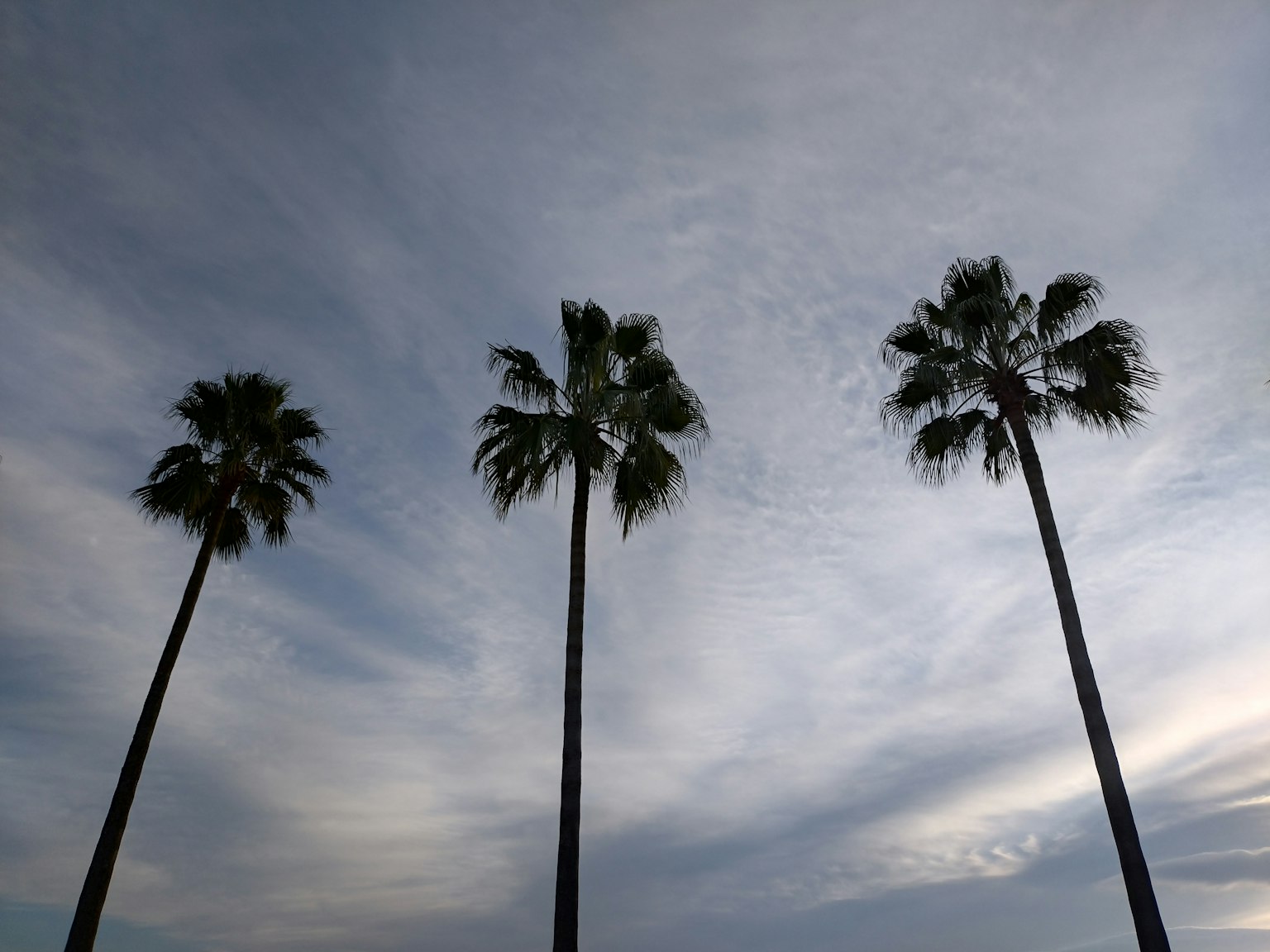 Silhouette von drei Palmen vor einem bewölkten Himmel