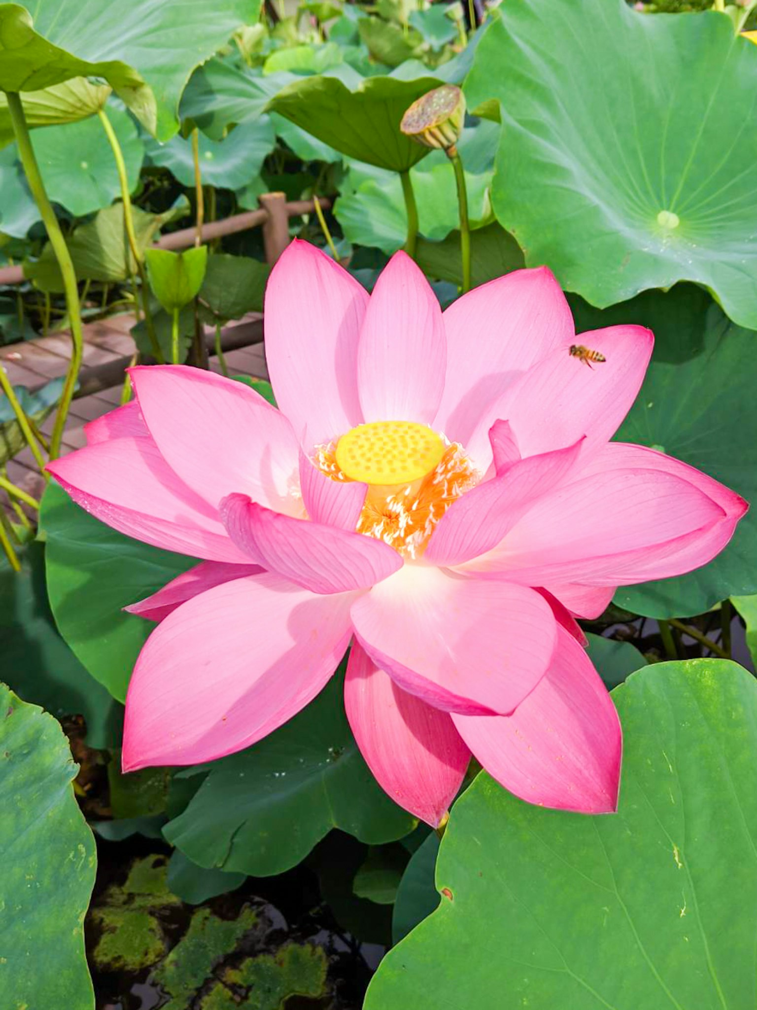 Flor de loto rosa vibrante rodeada de hojas verdes