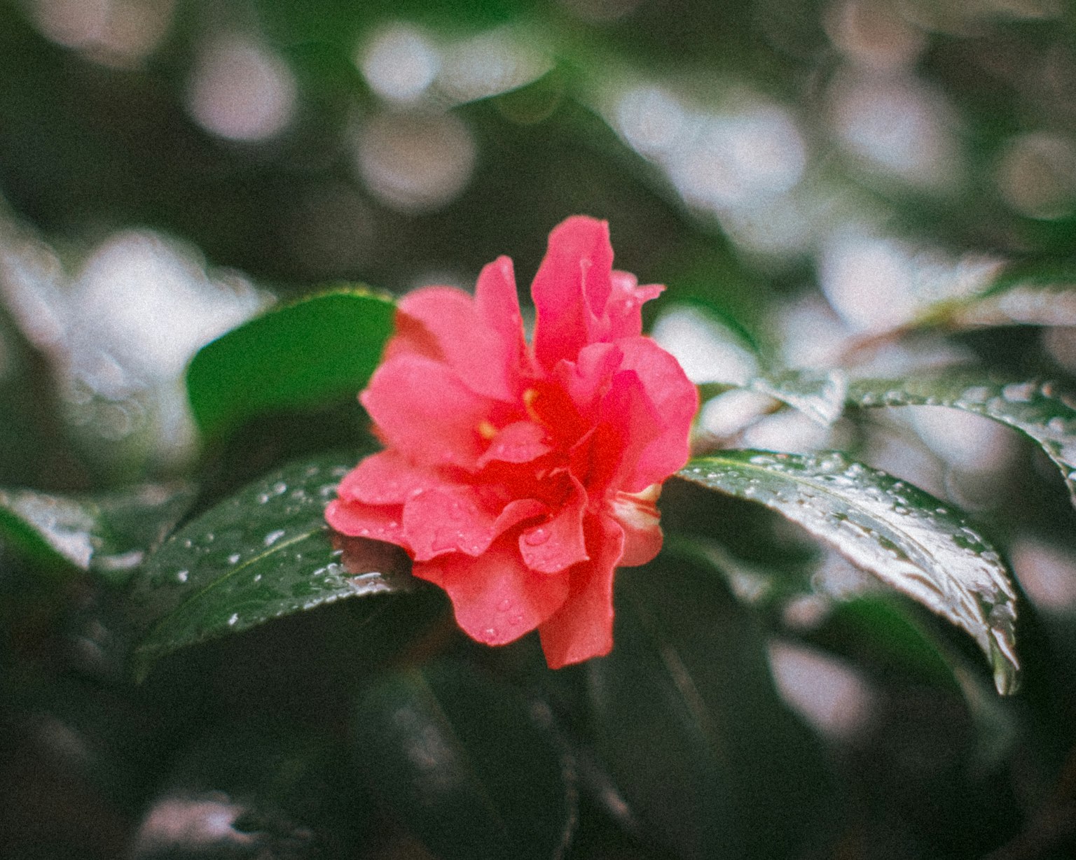 Primo piano di un fiore rosa vivace circondato da foglie verdi