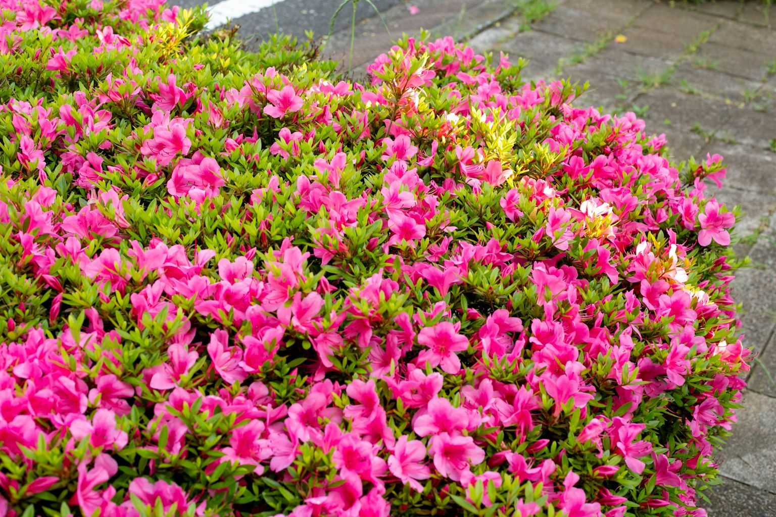 Kedekatan bunga pink cerah yang mekar pada semak rendah