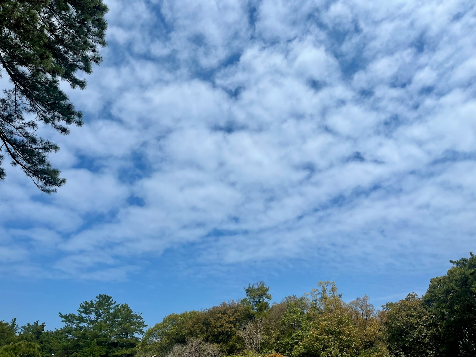 Ciel bleu clair avec des nuages blancs éparpillés beauté naturelle