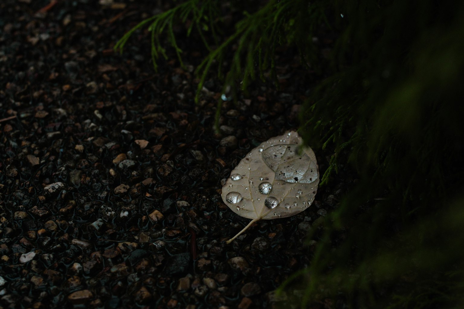 Ein Blatt mit Wassertropfen, das auf dem Boden in einer ruhigen Umgebung liegt