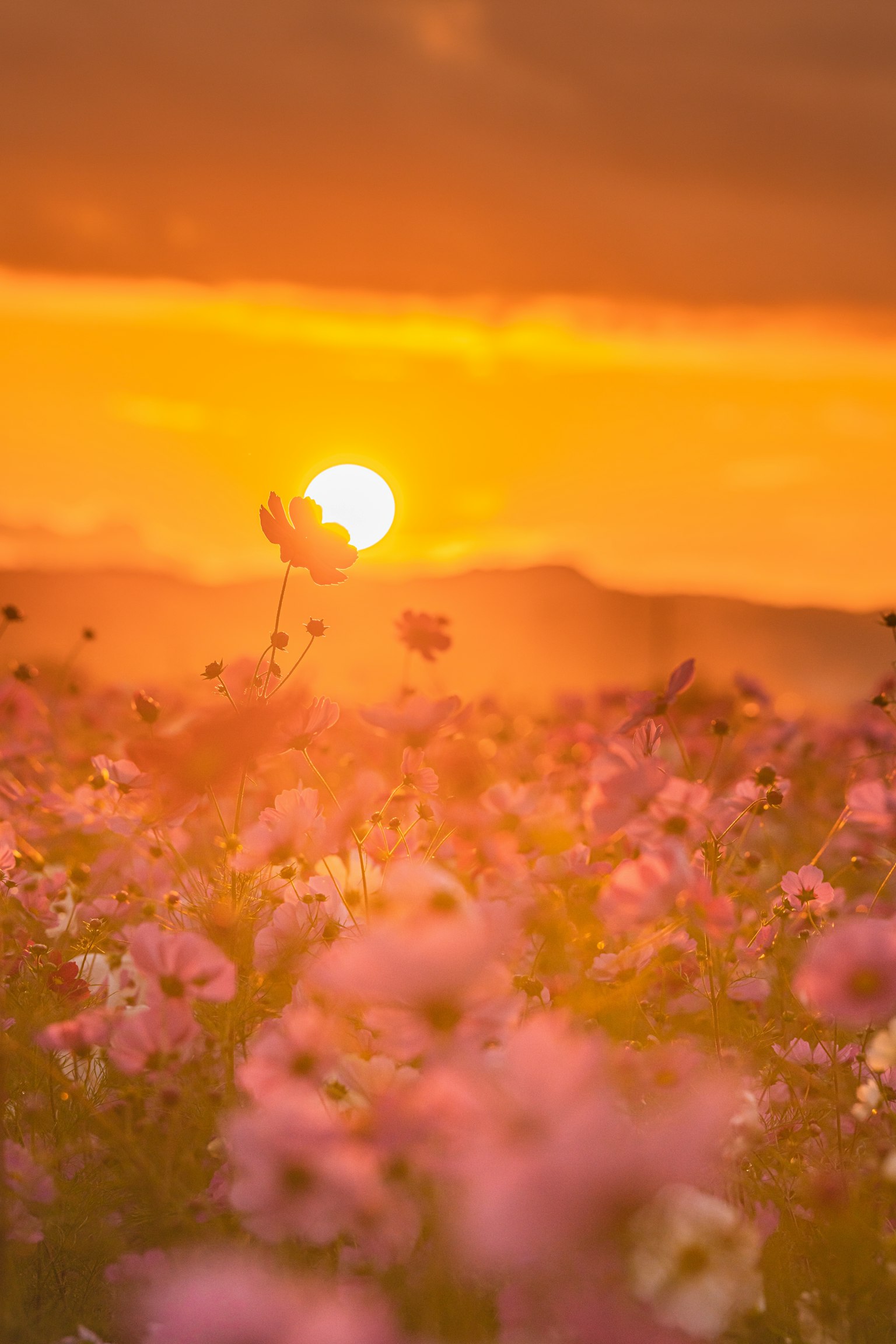 photo-WNh878pfcMsEUVNci9dn-image