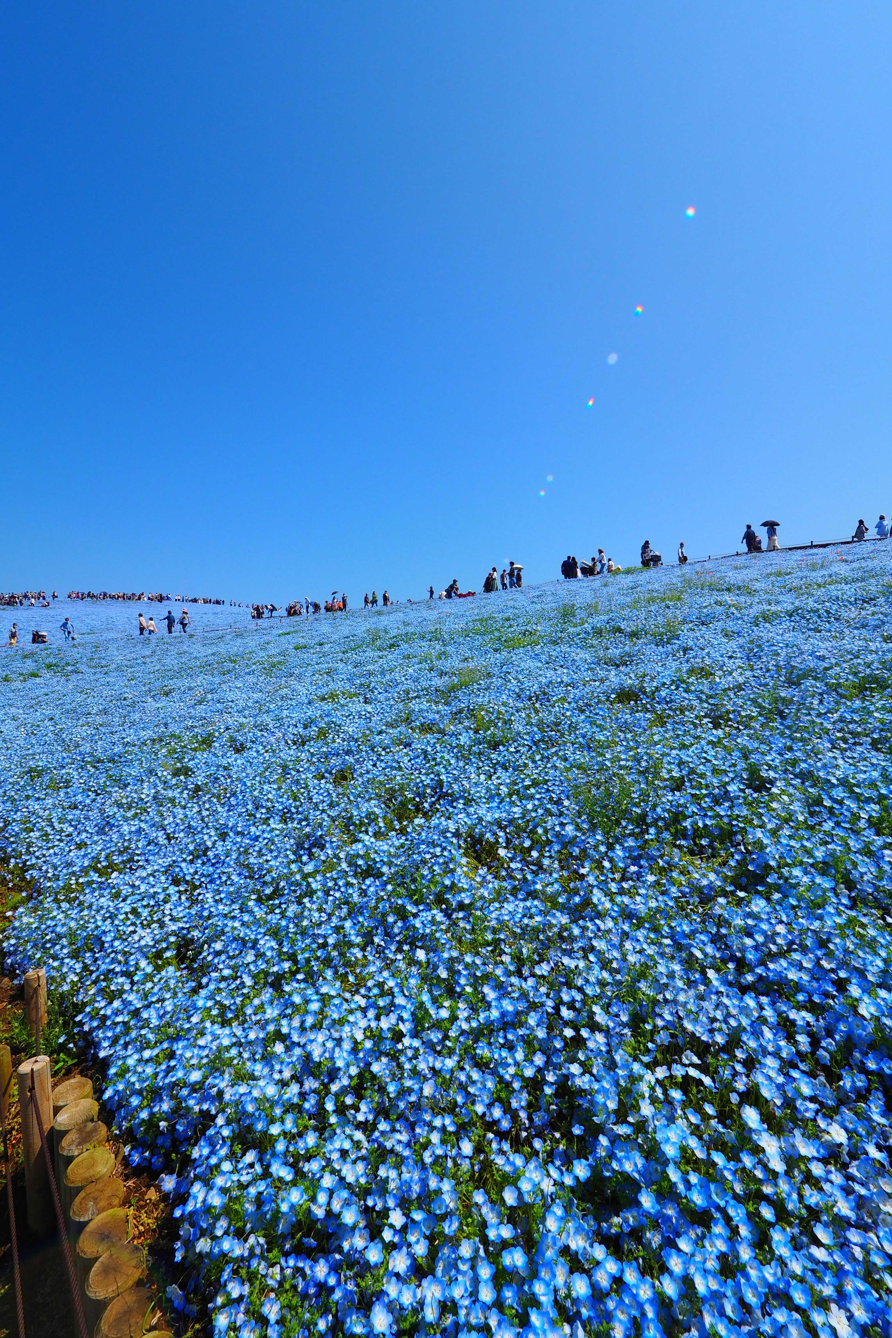 青空の下で広がる青い花畑と人々の散歩道