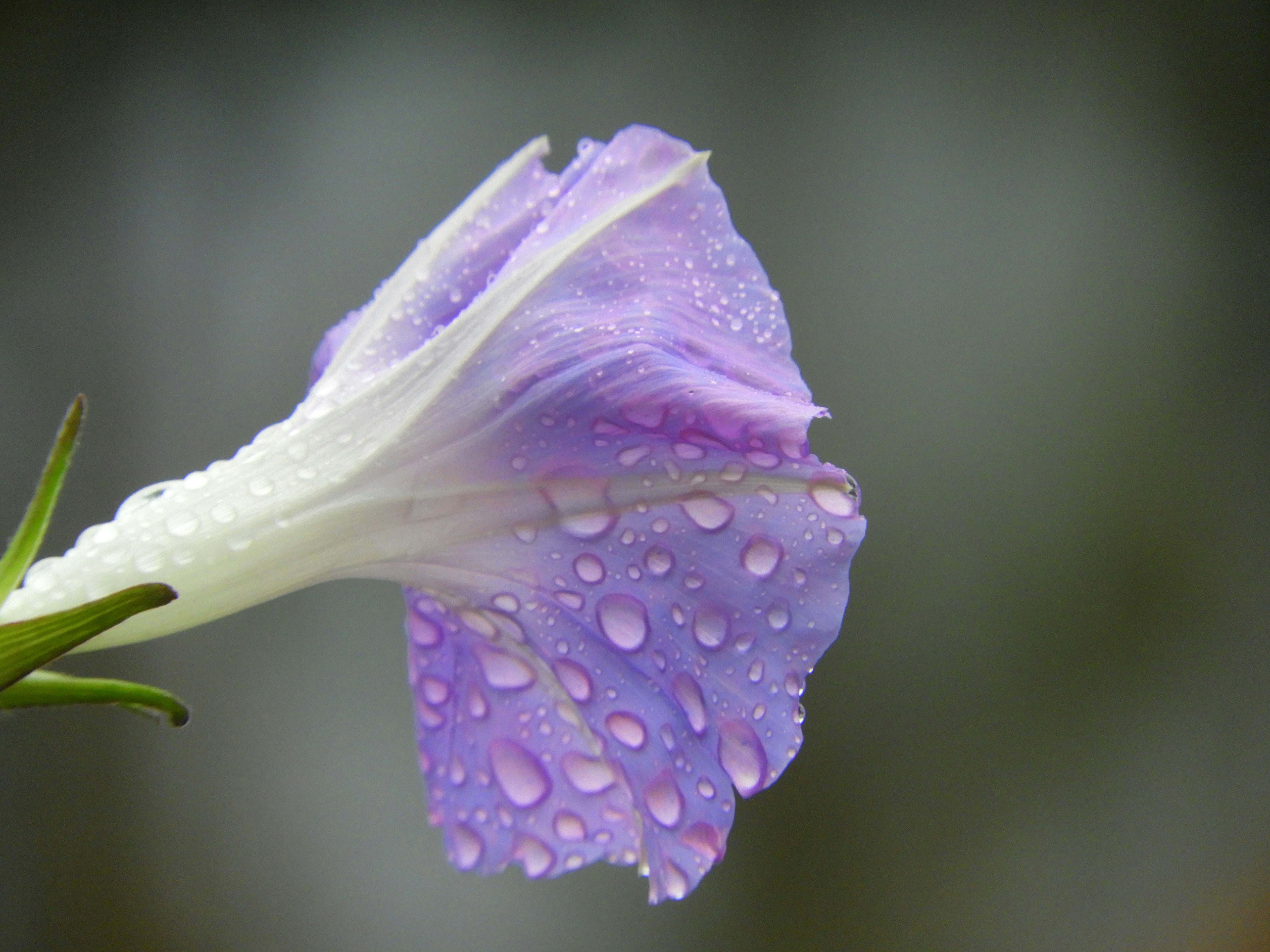 紫の花びらに水滴が付いたマクロの花