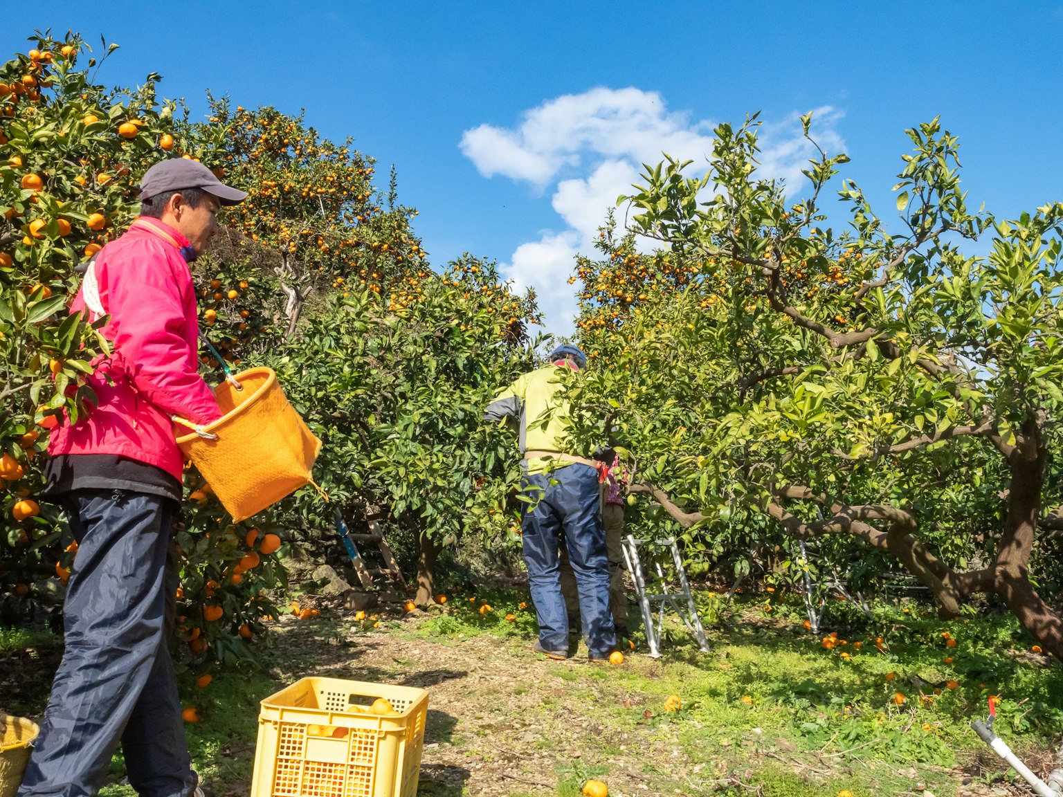 Trabajadores cosechando naranjas en un huerto bajo un cielo azul claro