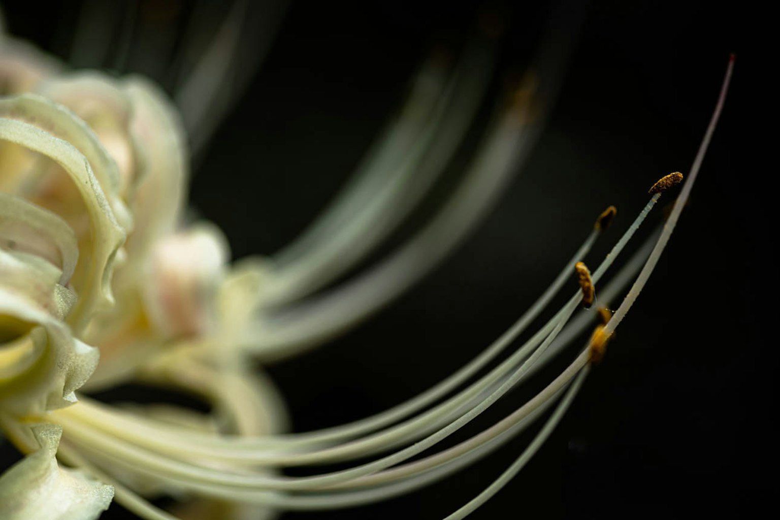 Macro photo of a flower with white petals and delicate filaments