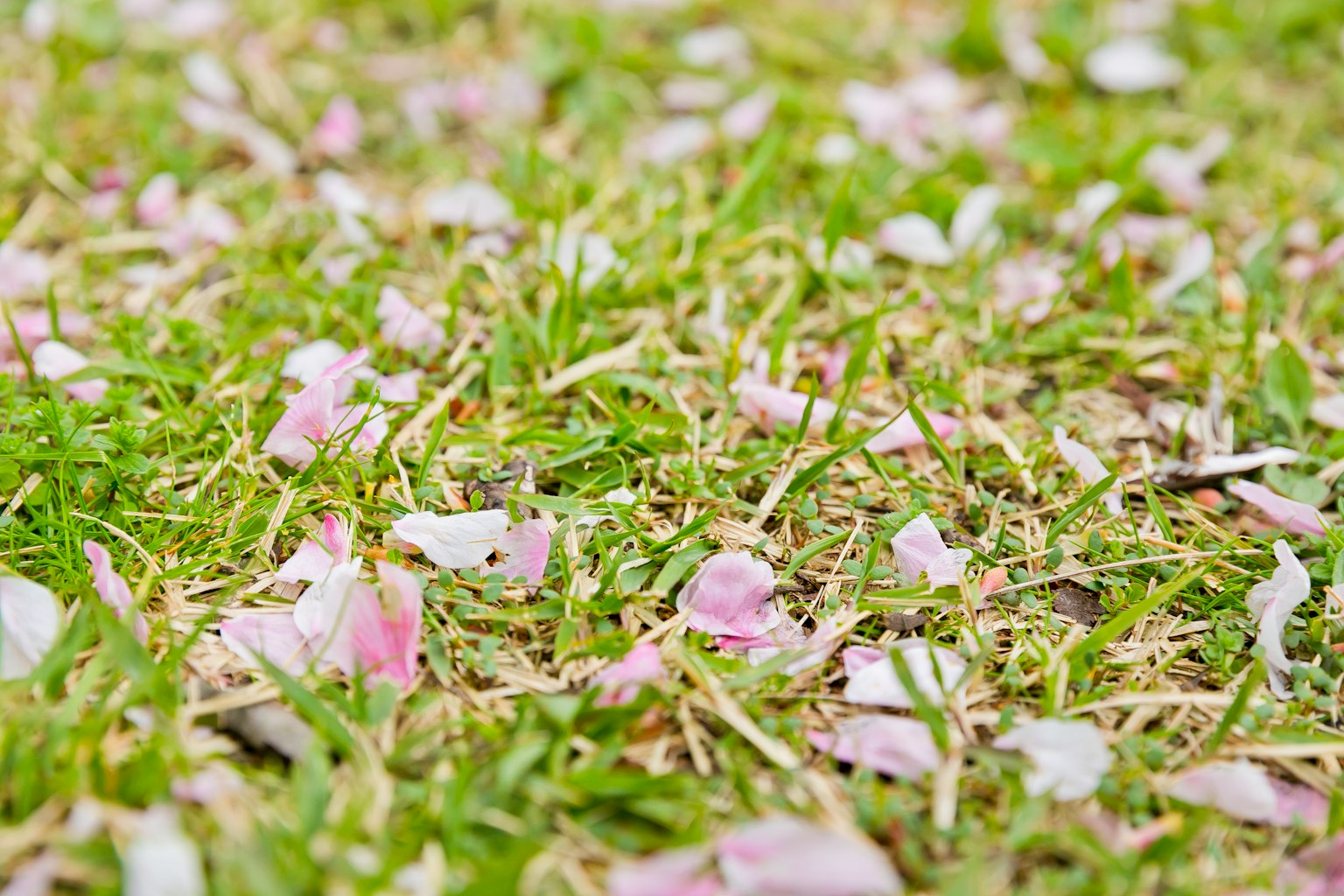 Petal bunga sakura tersebar di atas rumput hijau