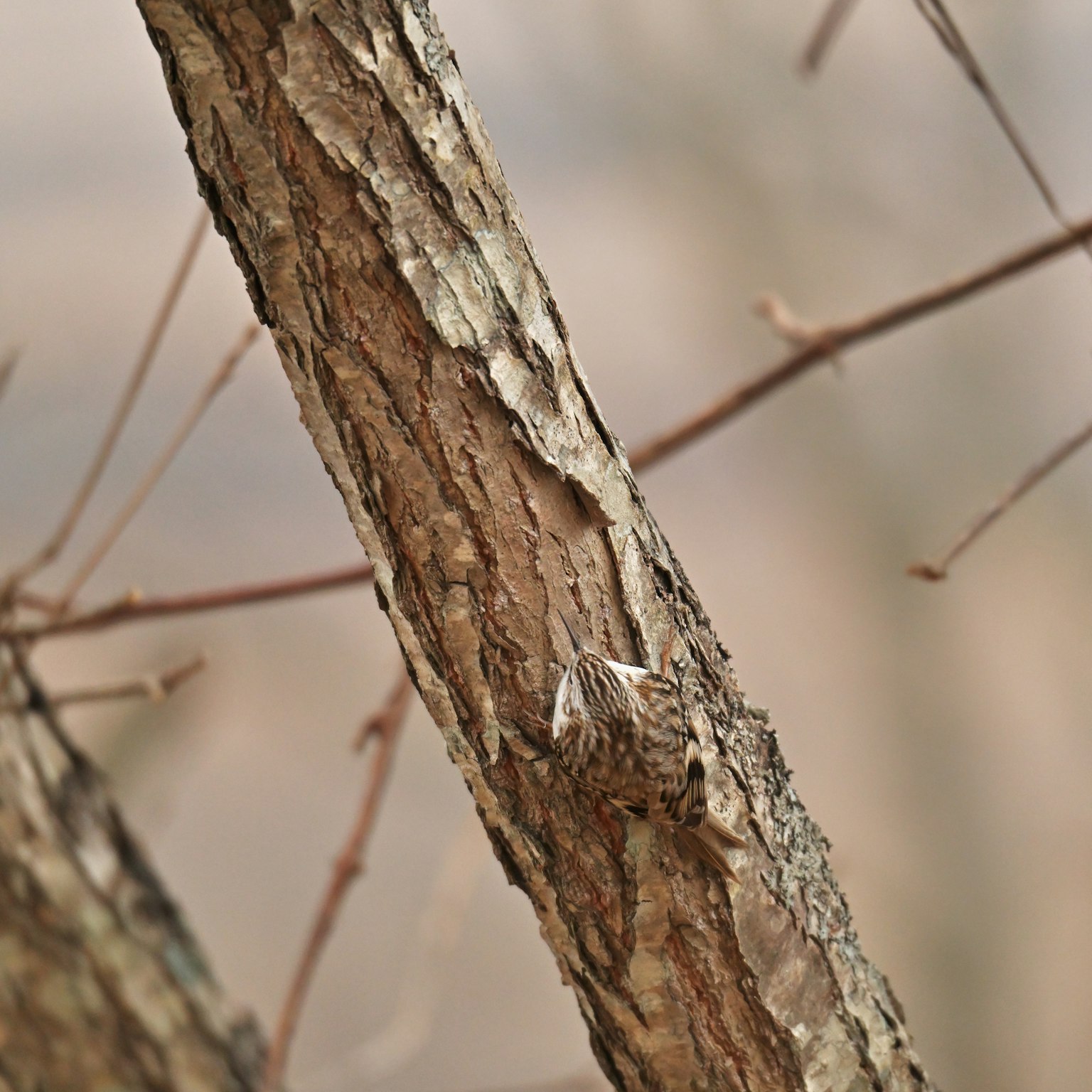 暗い背景の中にシンプルなグレーのパターン