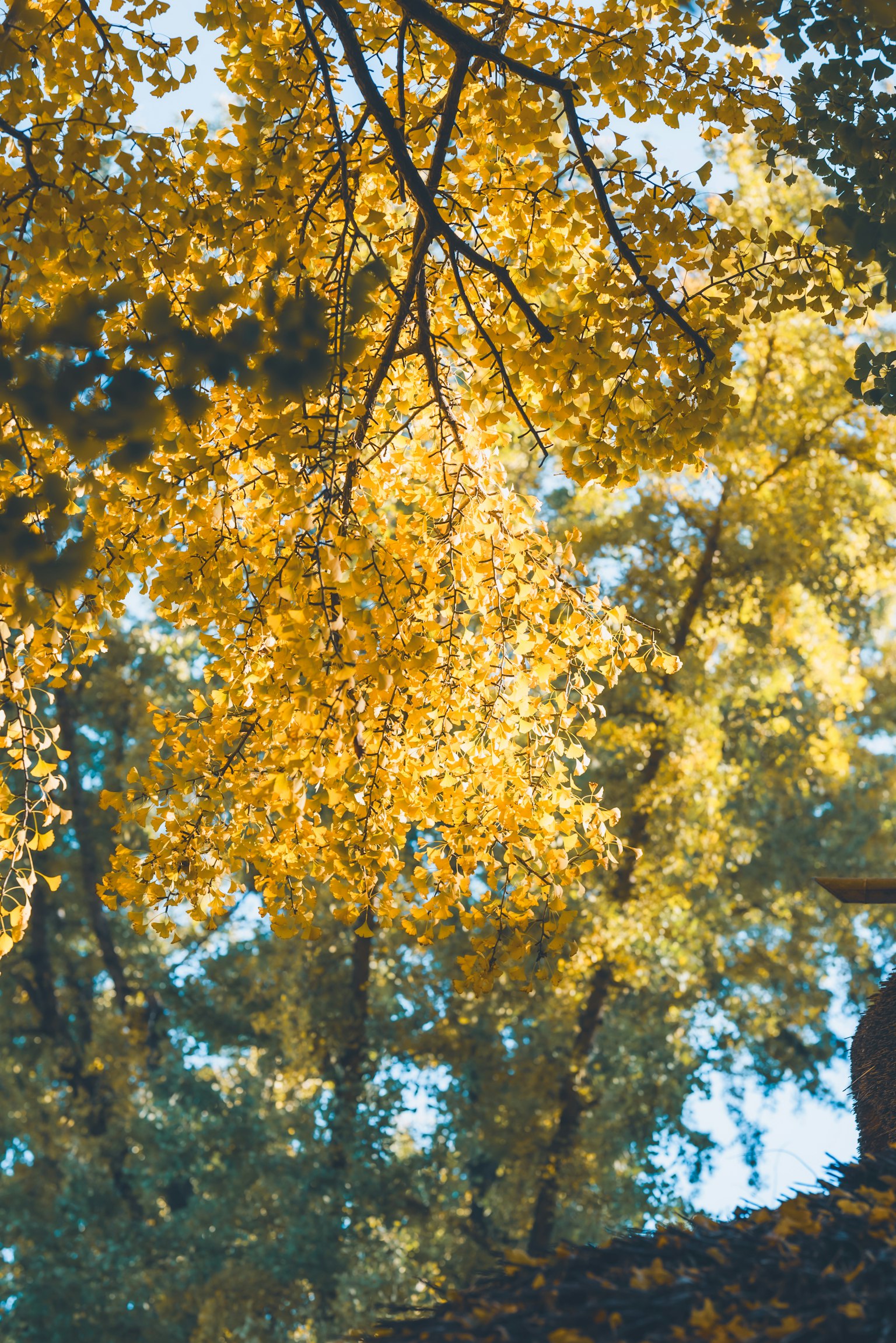 Foglie d'autunno dorate sugli alberi con la luce del sole