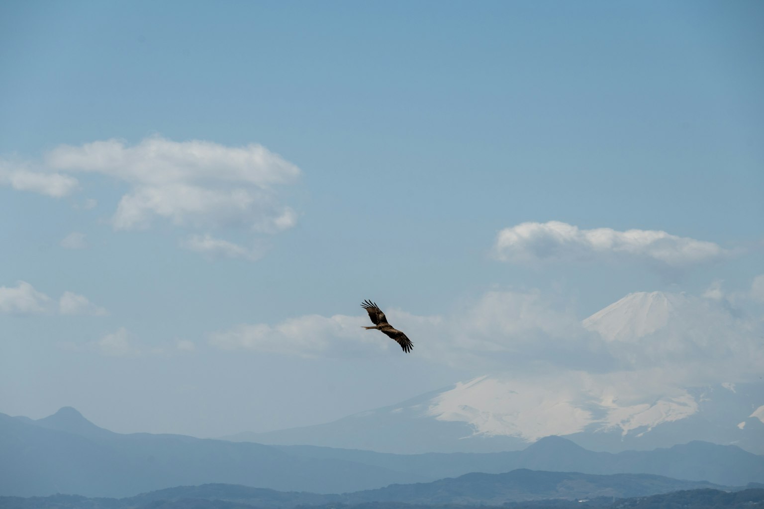 A bird soaring in the sky with mountains in the background