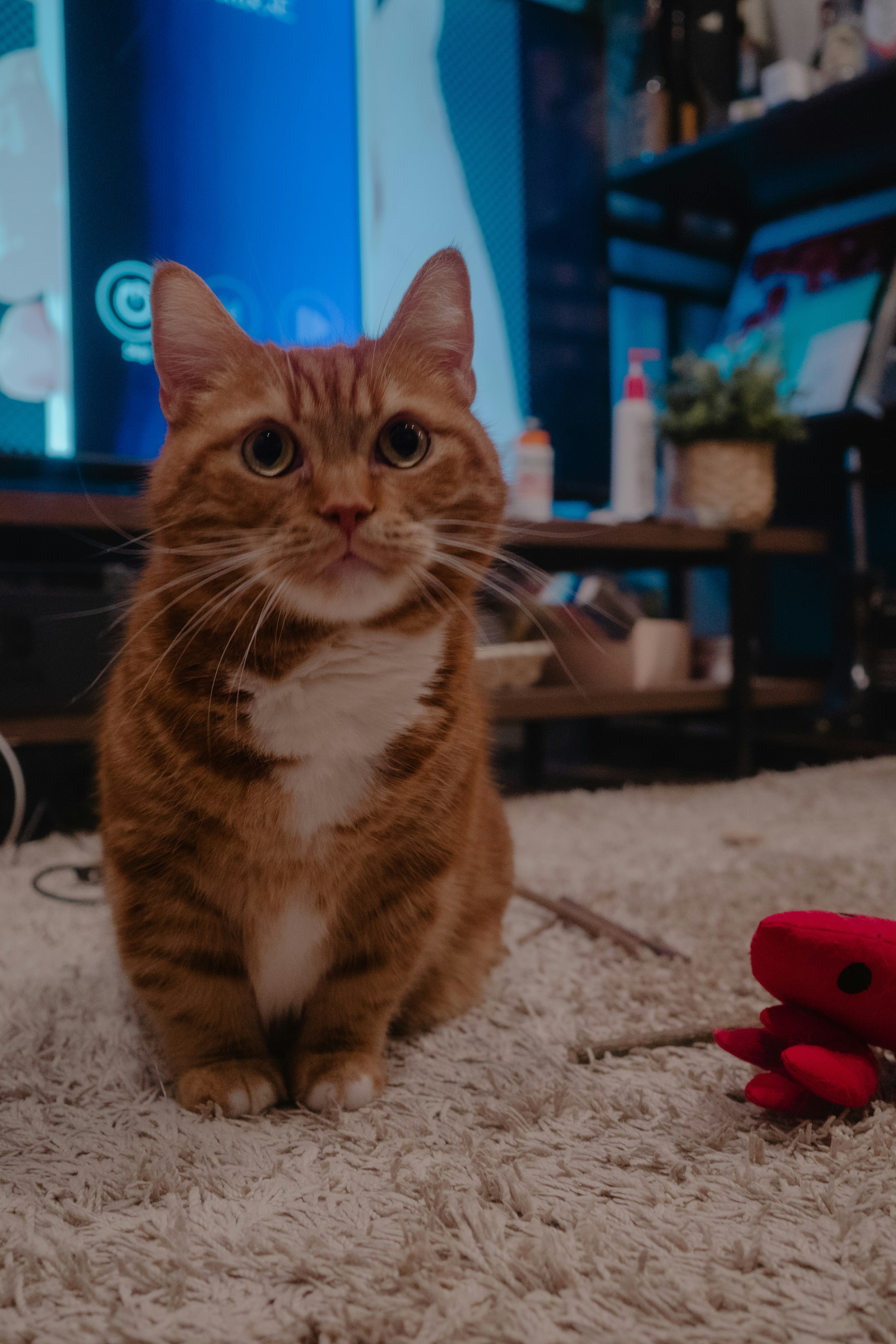 orange-and-white cat sitting on a blanket indoors