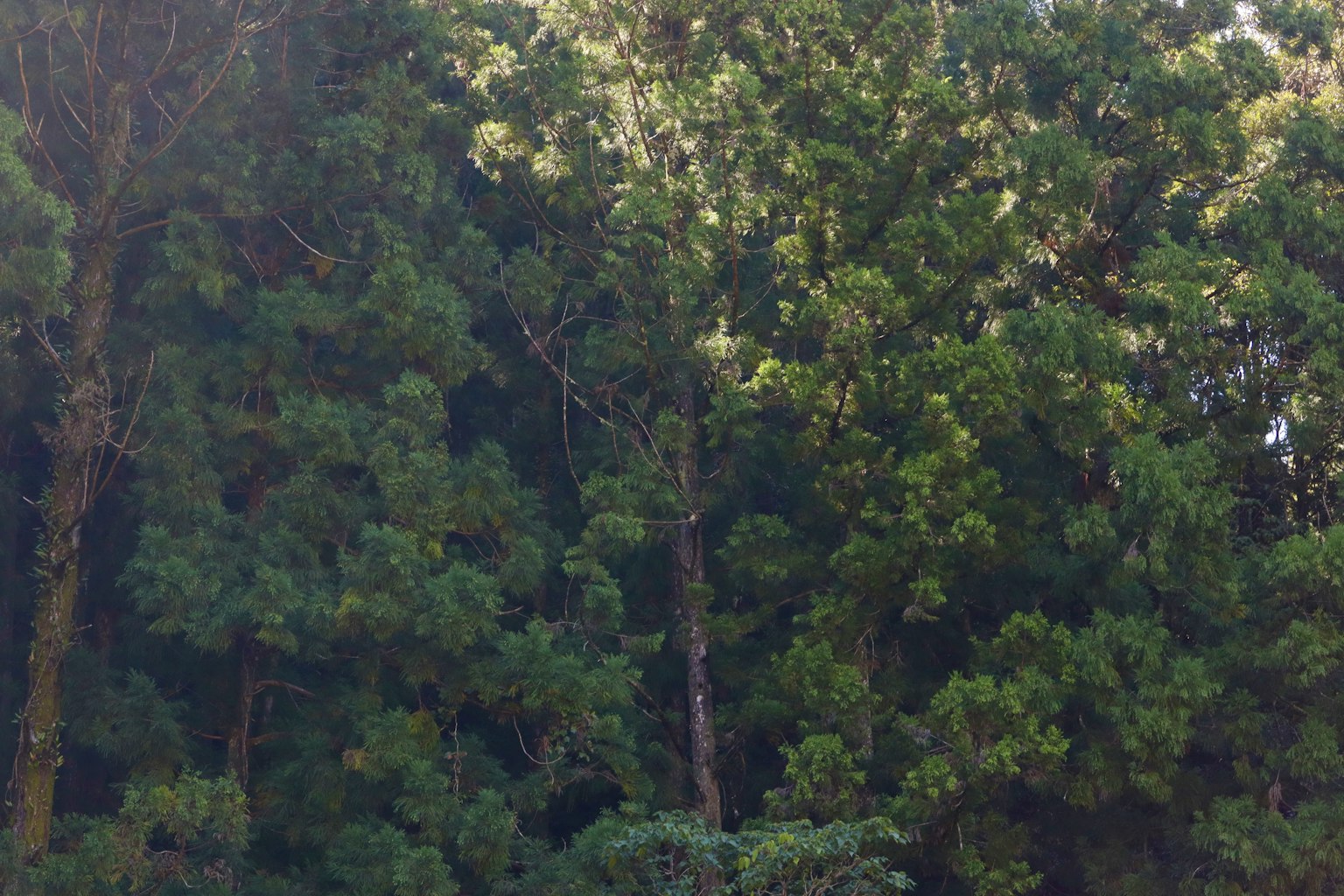 Ein dichter Wald mit üppigen grünen Bäumen