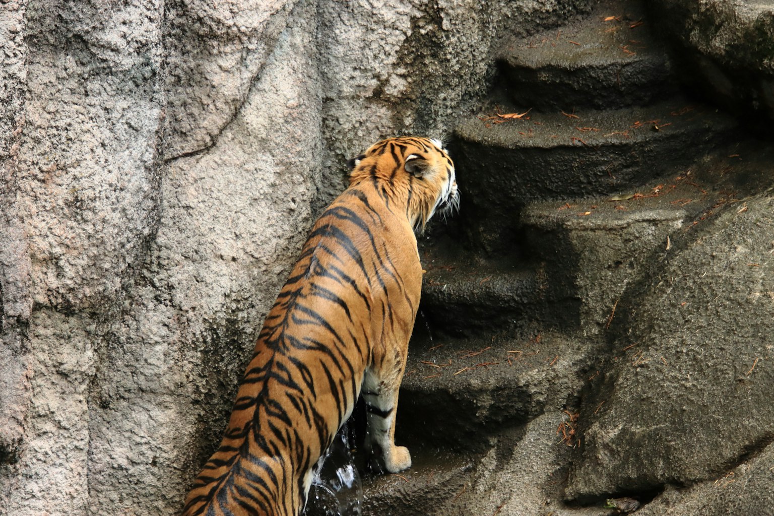 Tigre subiendo escaleras de piedra en un entorno natural
