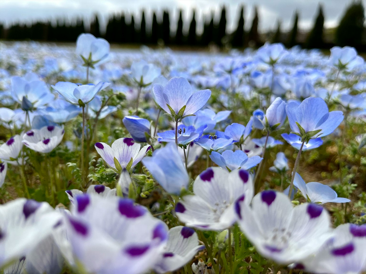 Close-up of blue and white flowers in a field