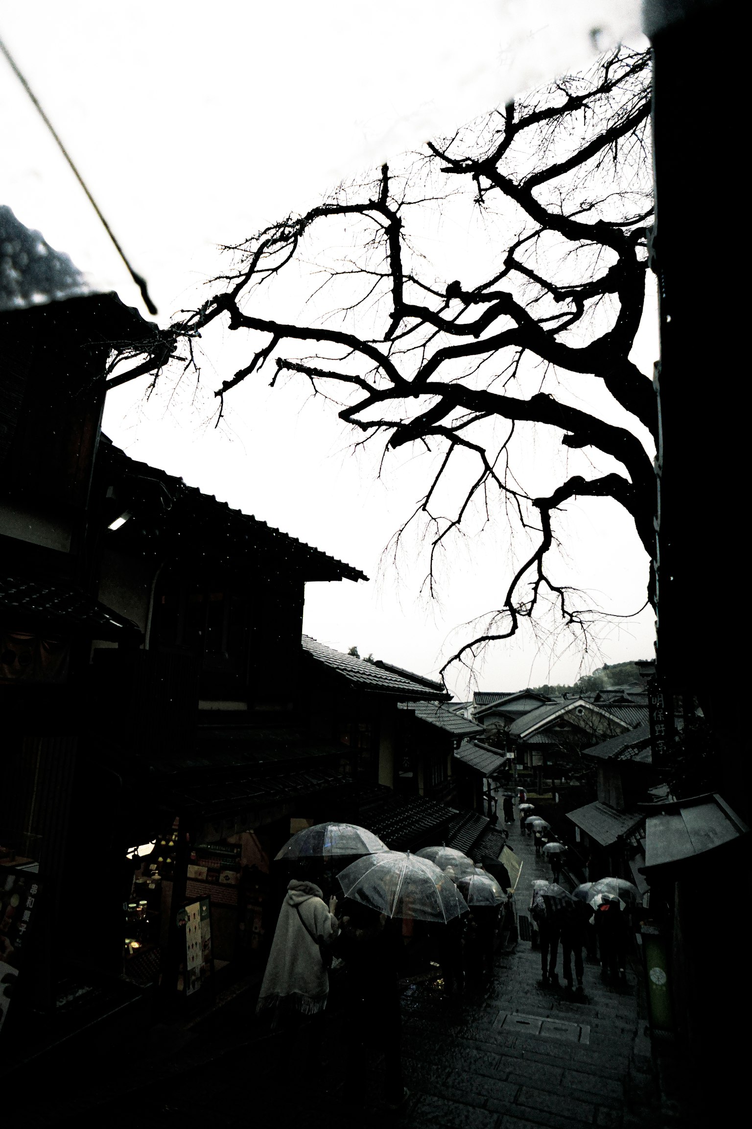 Silhouette of a barren tree with people walking under umbrellas in the rain